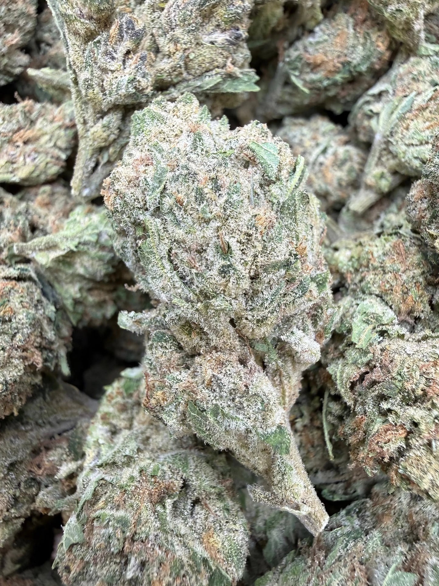 1 Pound - Banana Chocolope THCA Strain Frisco Labs