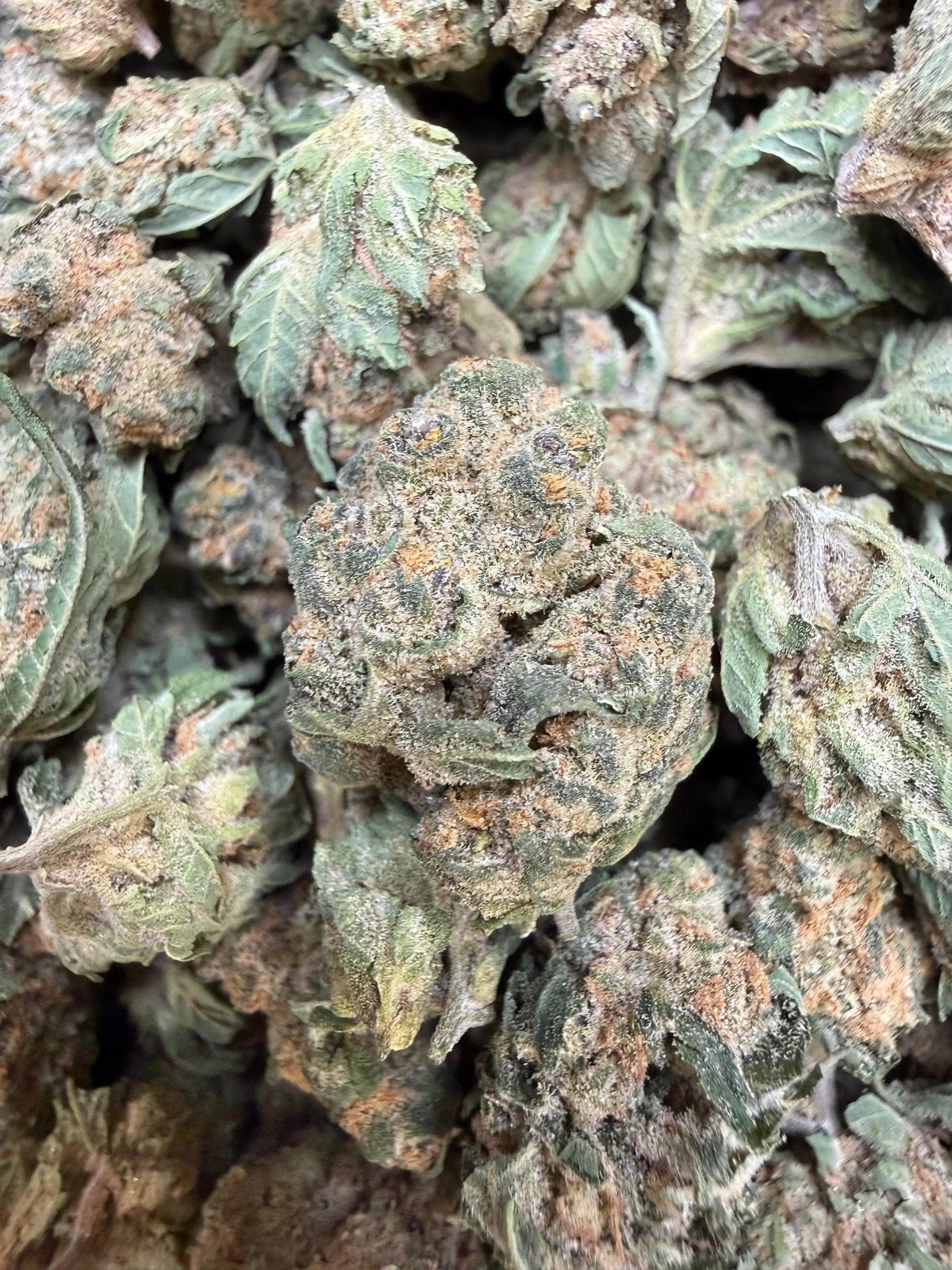 1 Pound - Banana Chocolope THCA Strain (Small) Frisco Labs