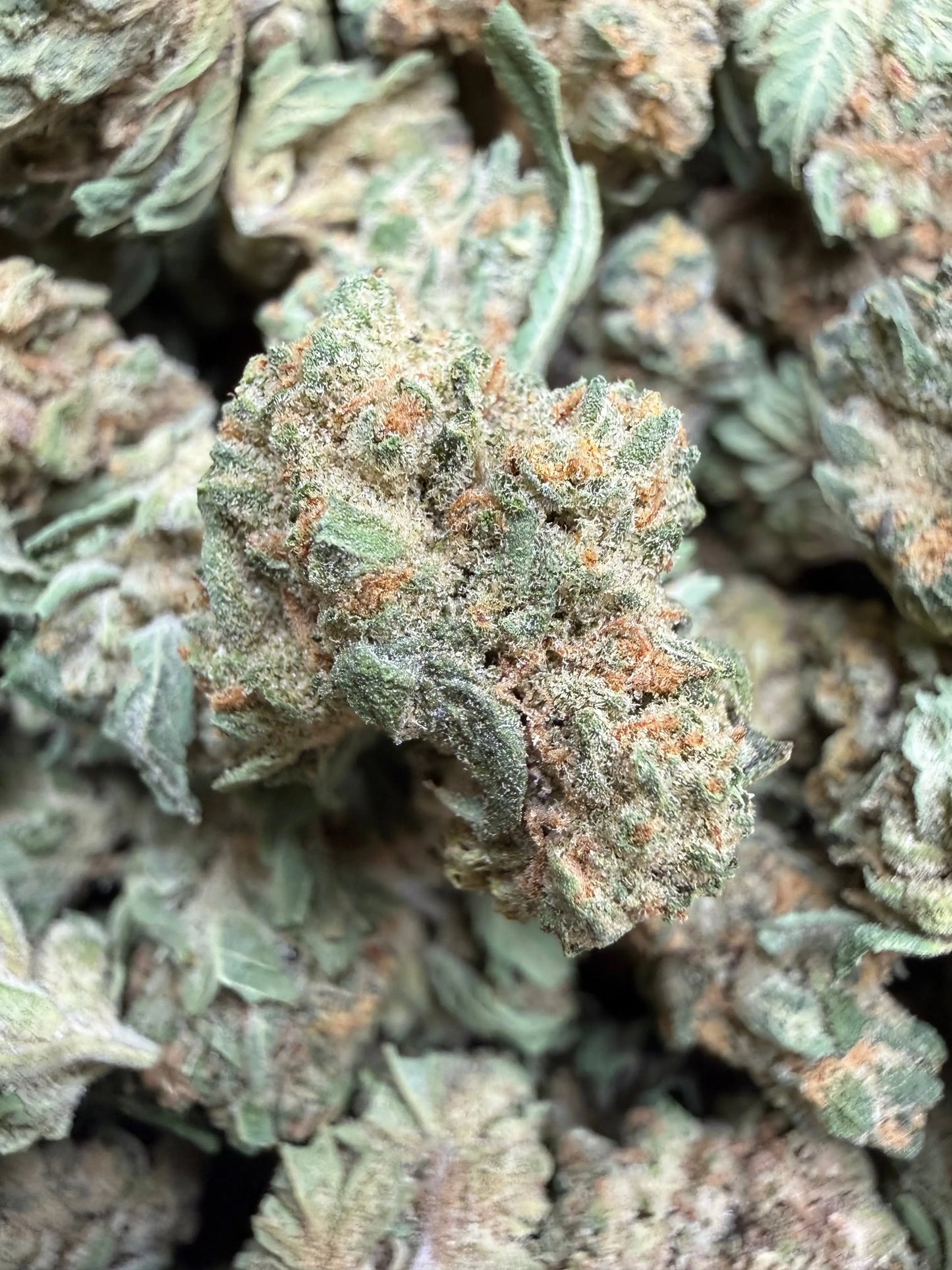 1 Pound - Banana Chocolope THCA Strain (Small) Frisco Labs