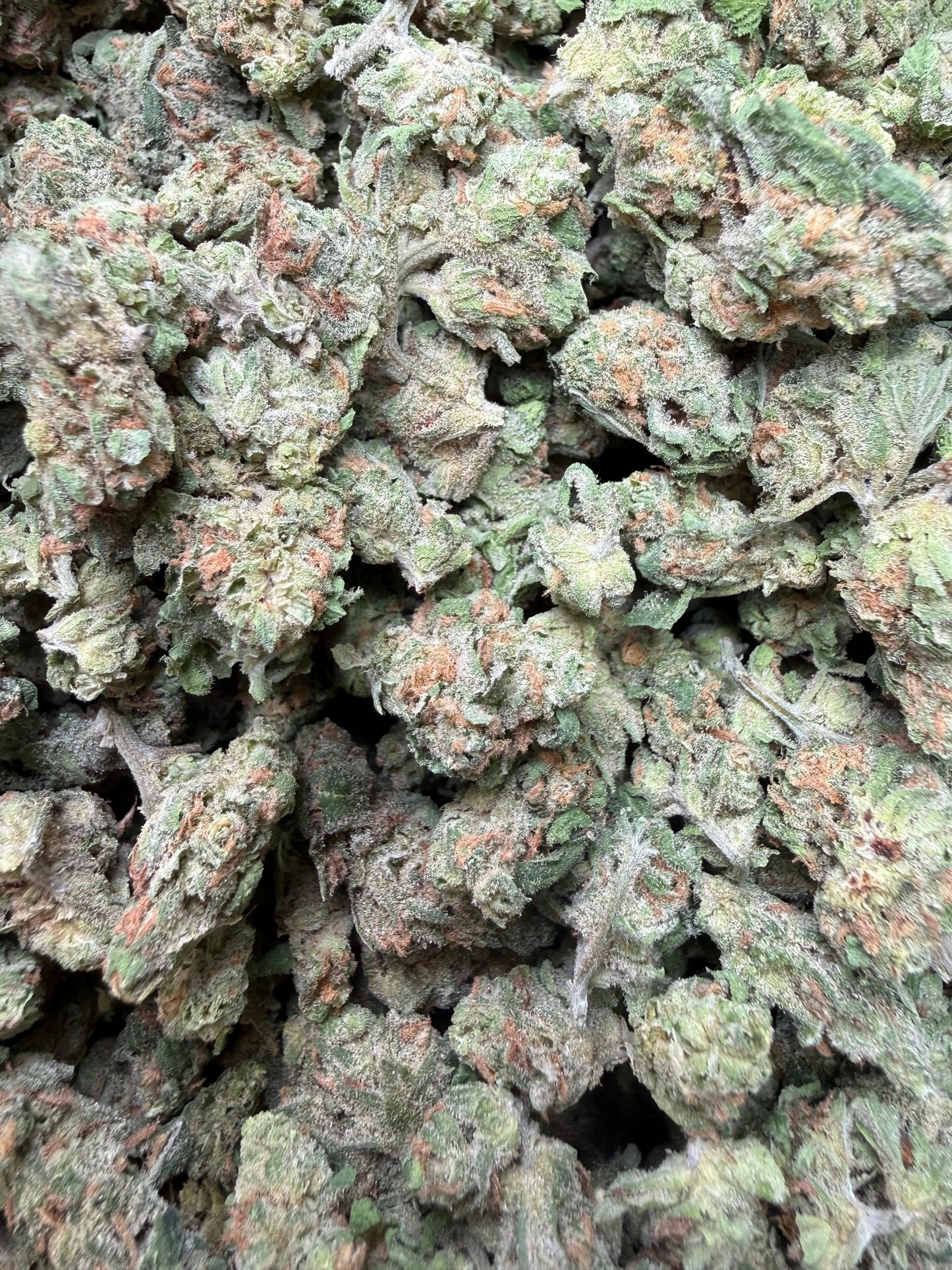 1 Pound -  Blue Dream THCA Strain Frisco Labs