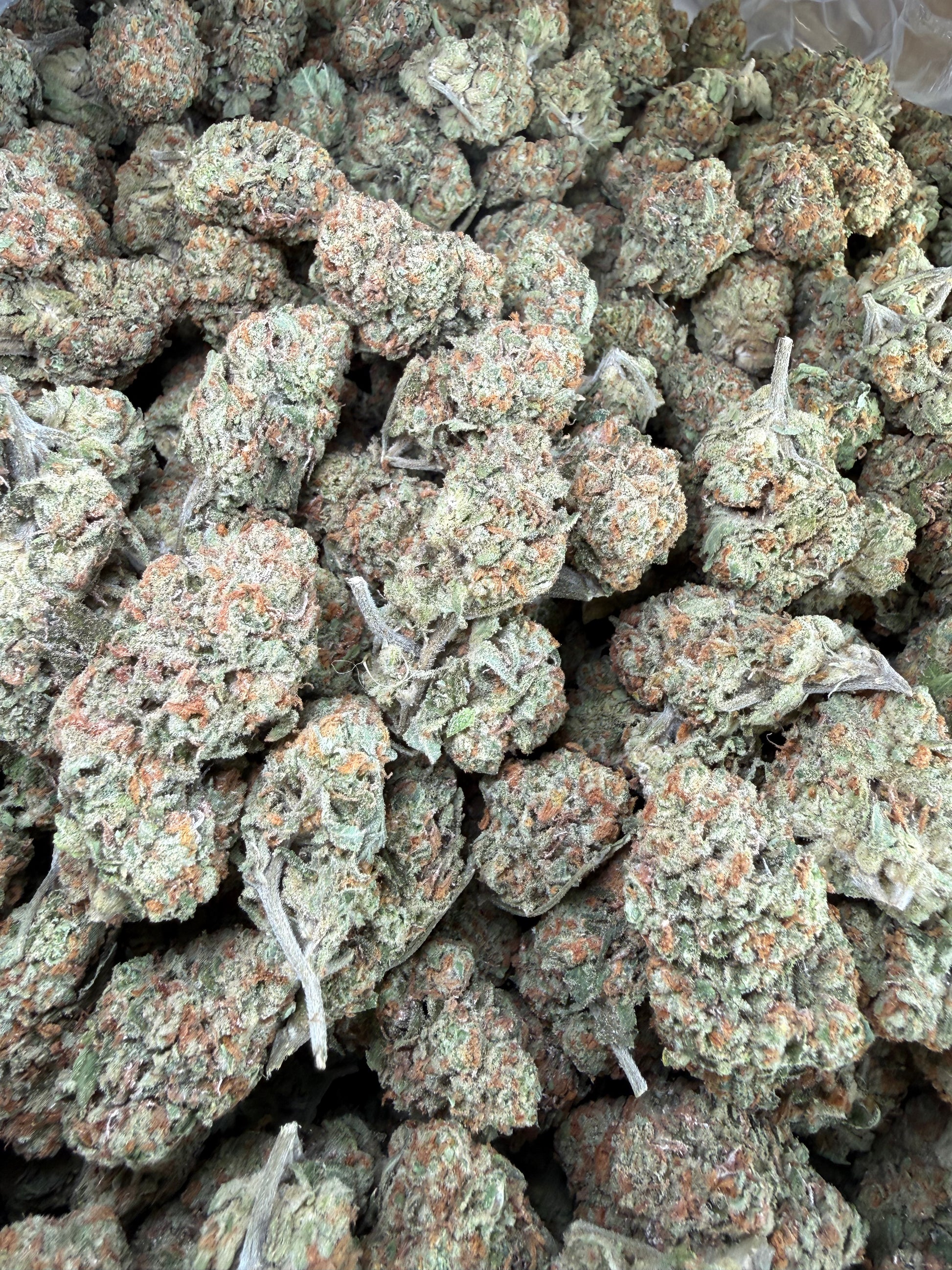 1 Pound - Blueberry Pancakes THCA Strain Frisco Labs