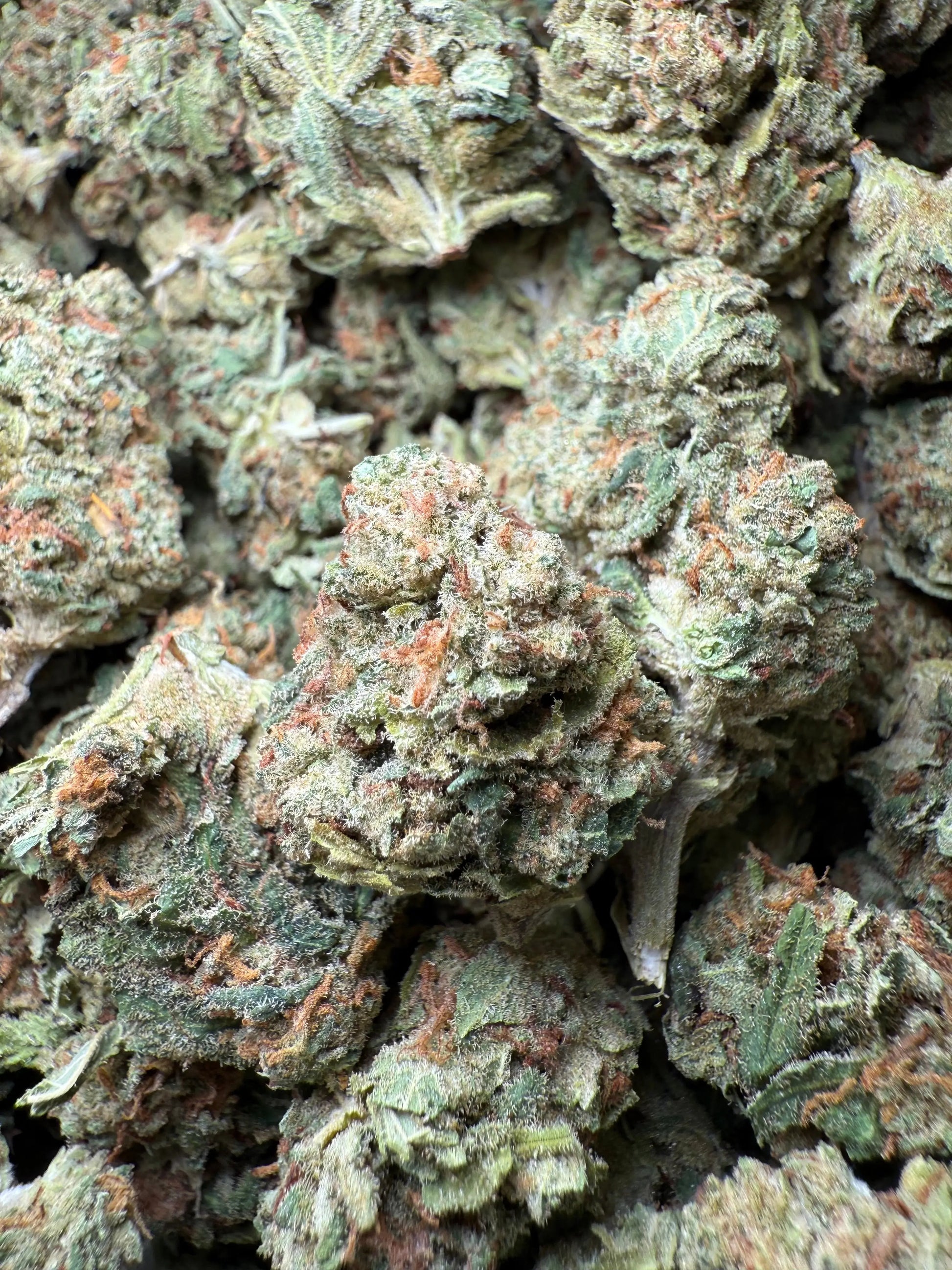 1 Pound Bubble Yum THCA FL Fulfillment Center