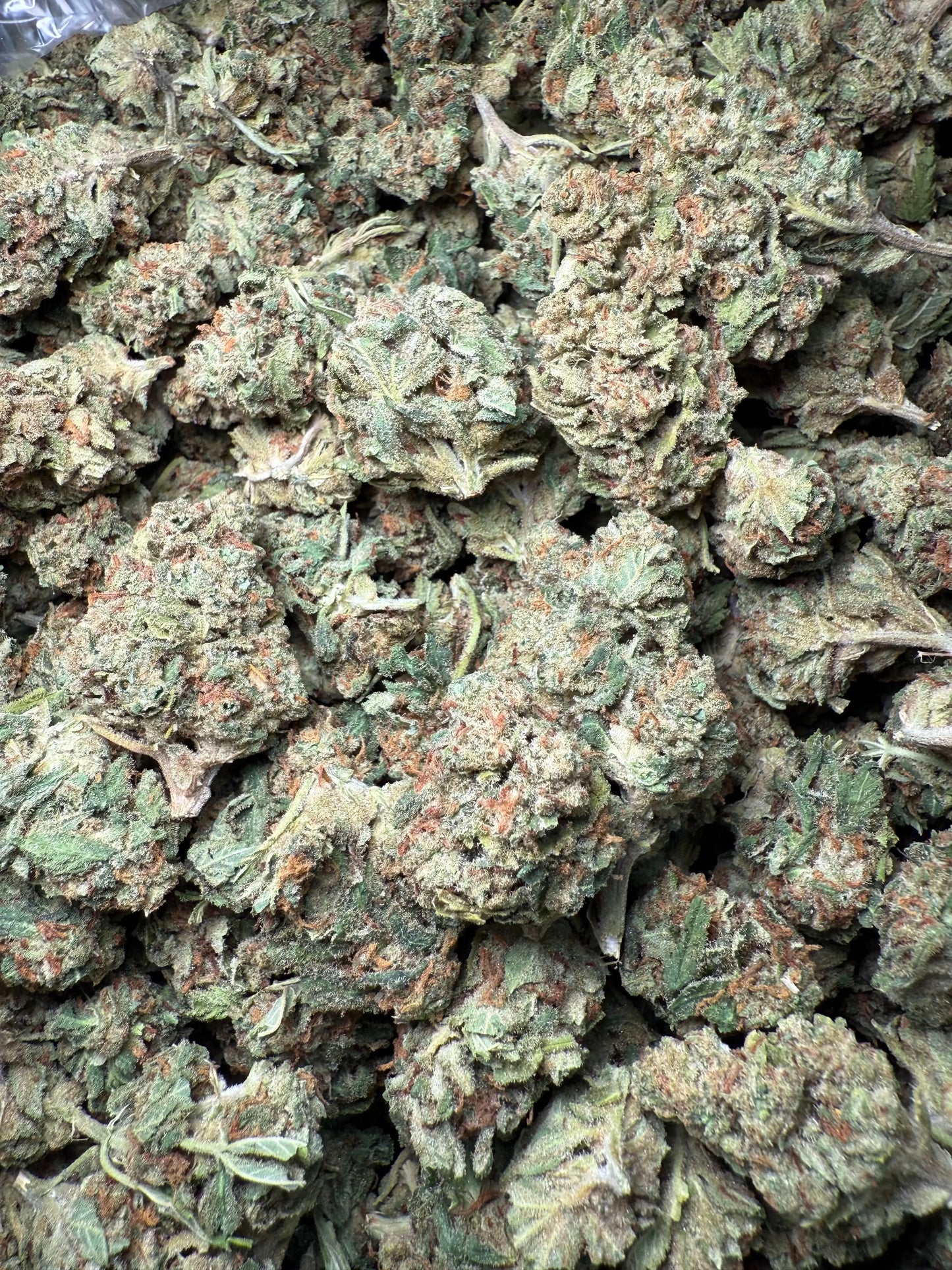 1 Pound Bubble Yum THCA FL Fulfillment Center