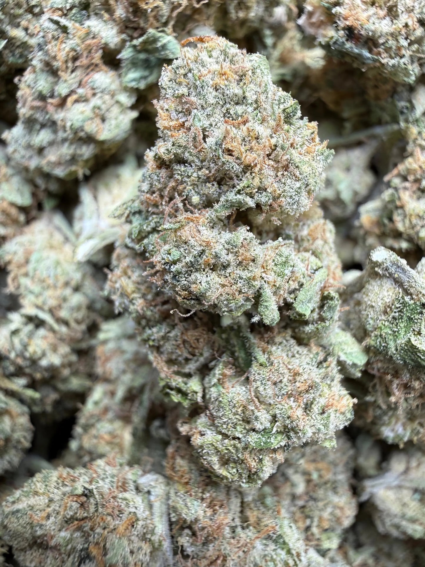 1 Pound Bubble Yum THCA FL Fulfillment Center