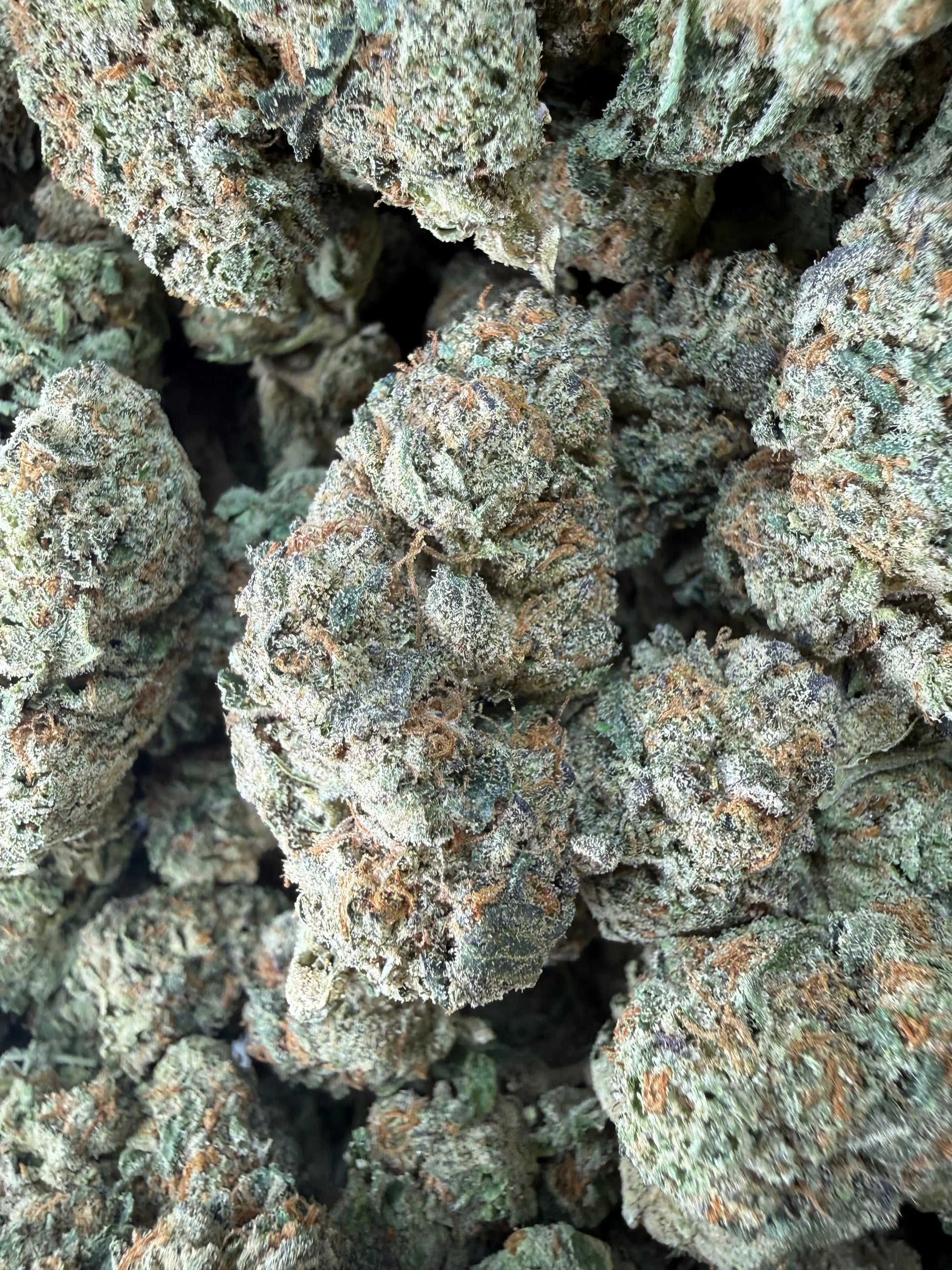 1 Pound -  Cereal Milk THCA Strain Frisco Labs