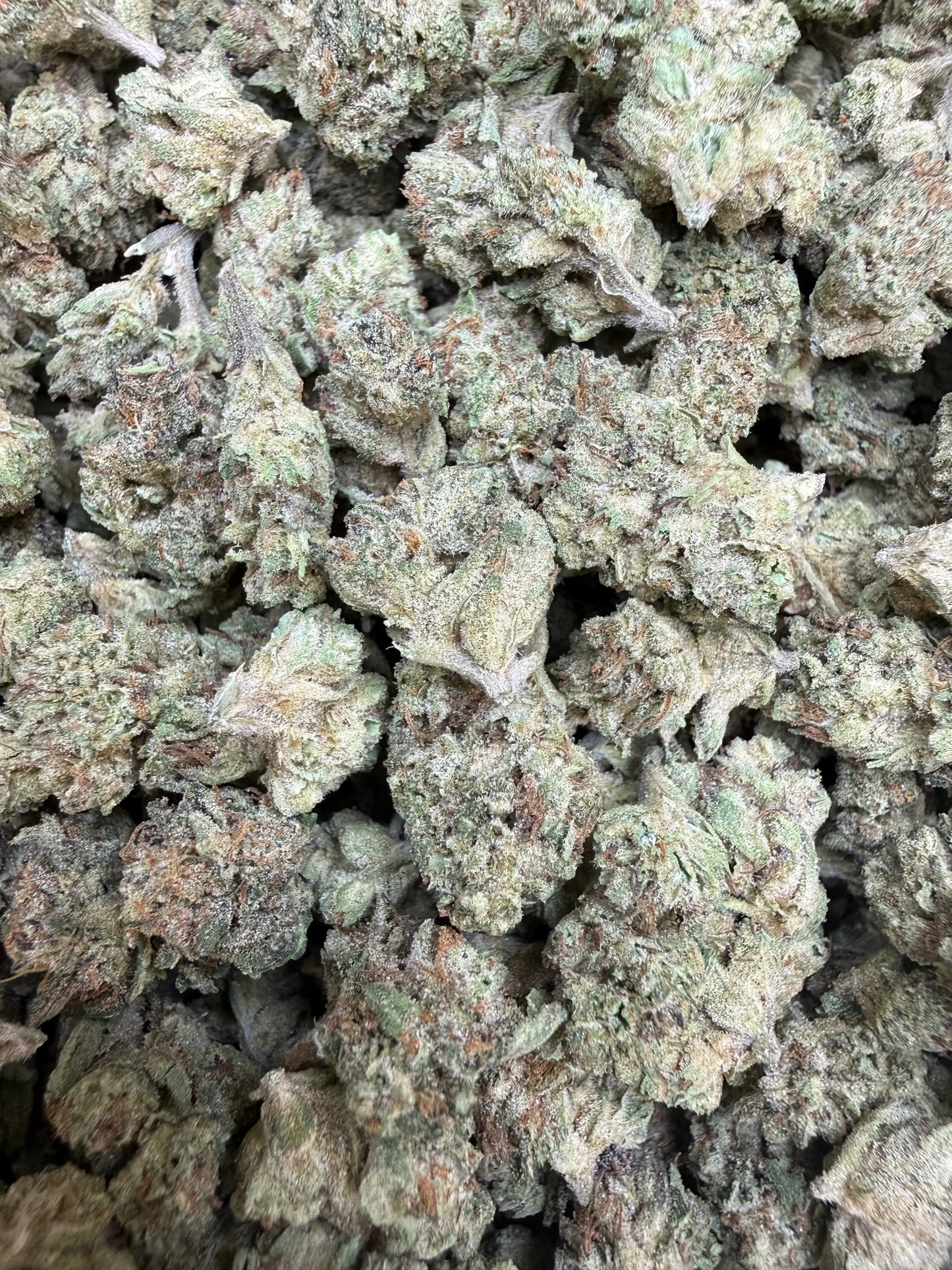 1 Pound -  Cereal Milk THCA Strain (Small) Frisco Labs