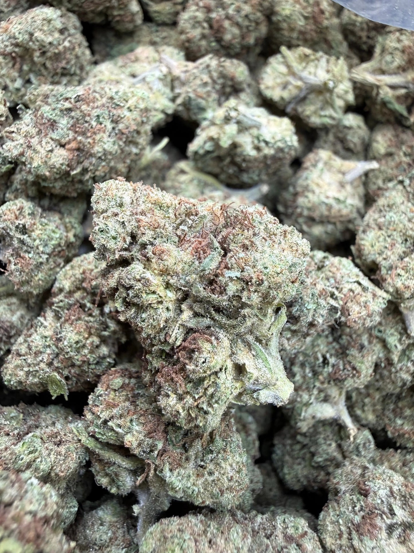 1 Pound -  Cream Pop Punch Strain Frisco Labs