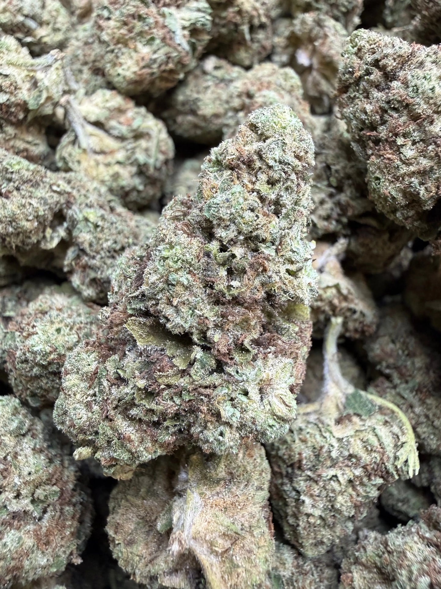 1 Pound -  Cream Pop Punch Strain Frisco Labs