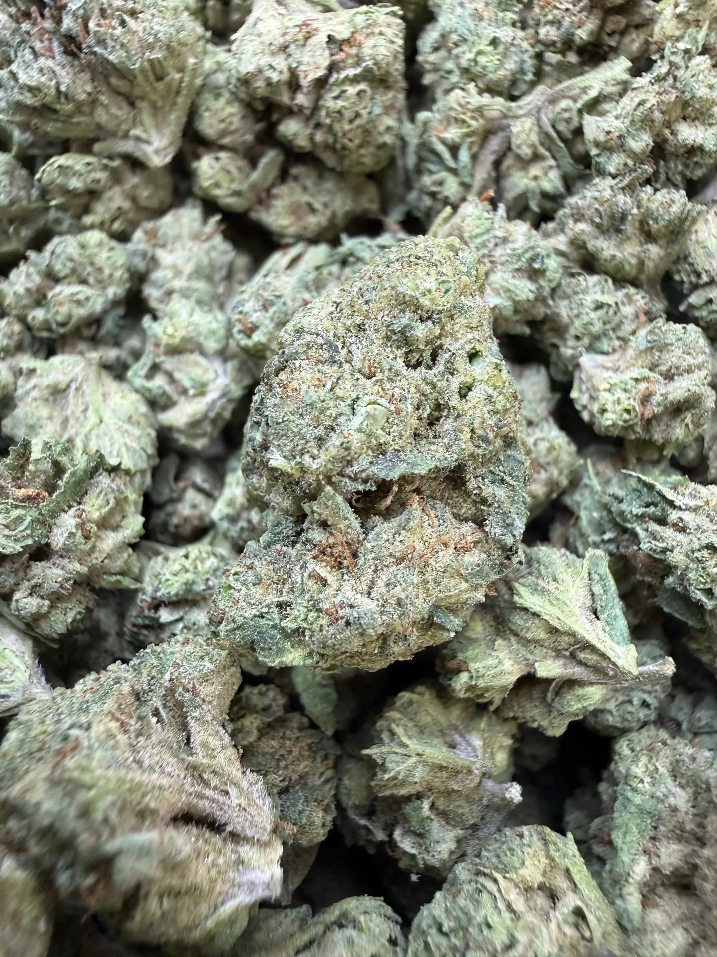 1 Pound -  Cream Push Pop Strain (Small) Frisco Labs