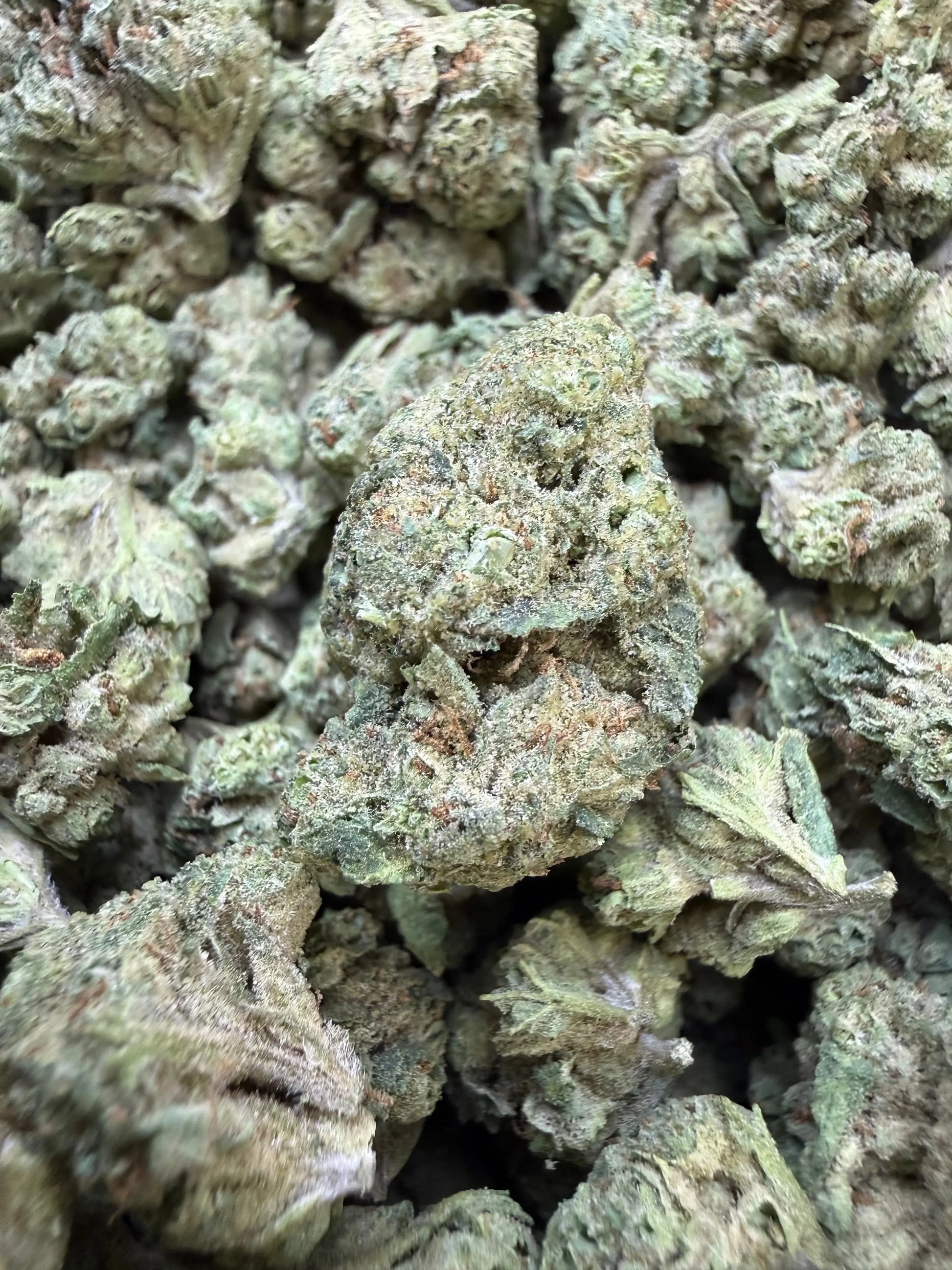 1 Pound -  Cream Push Pop Strain (Small) Frisco Labs