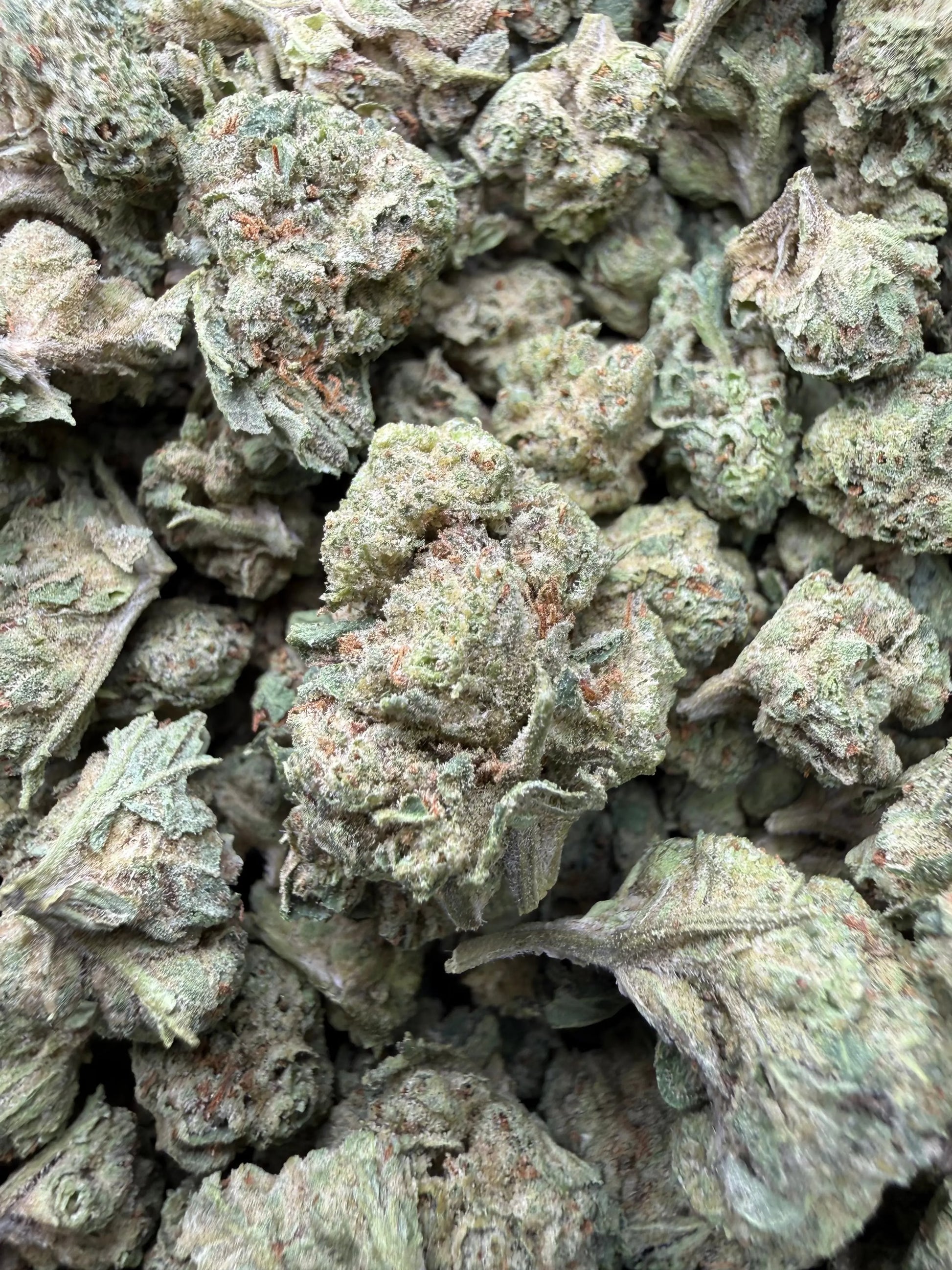 1 Pound -  Cream Push Pop Strain (Small) Frisco Labs