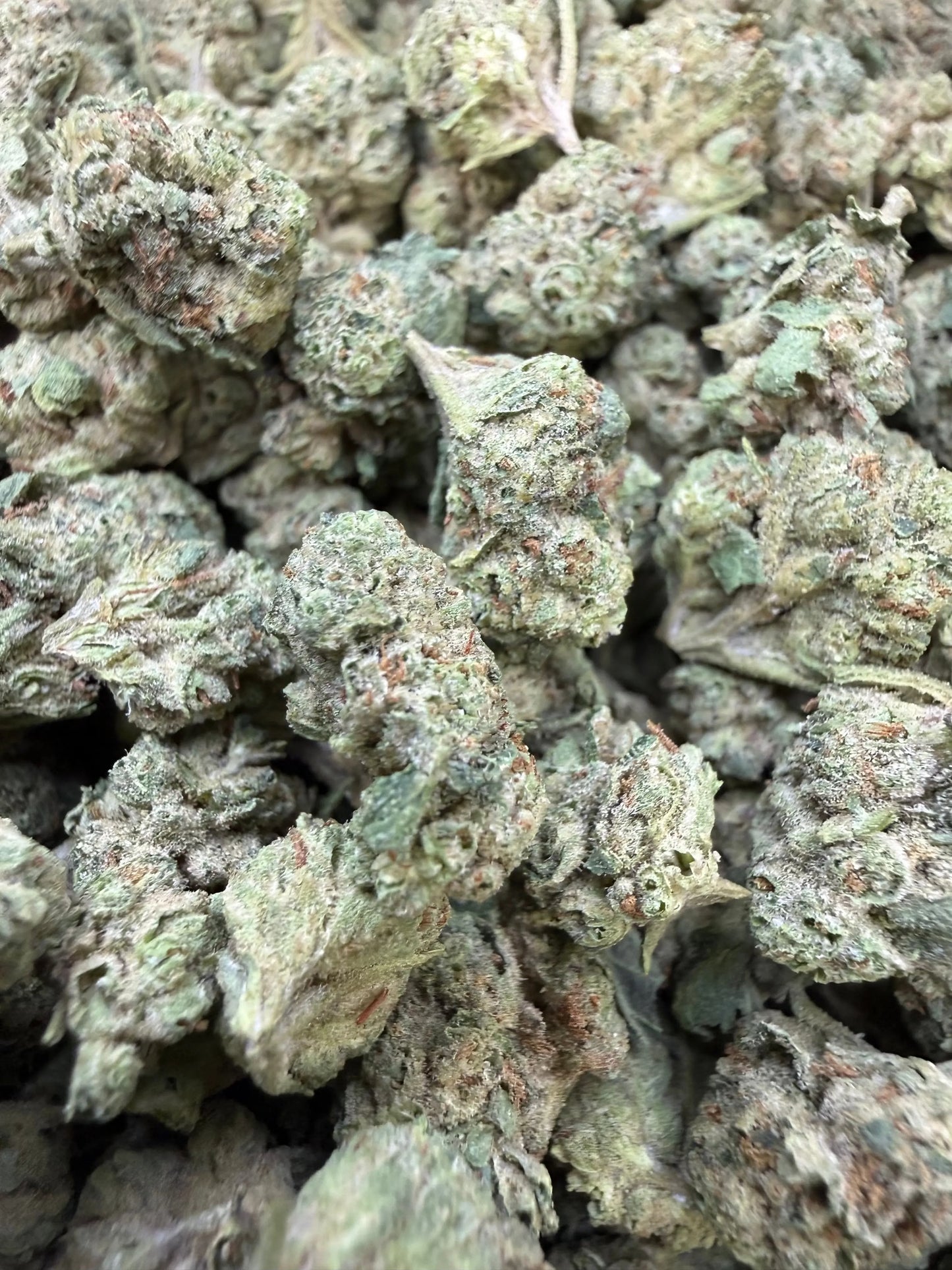 1 Pound -  Cream Push Pop Strain (Small) Frisco Labs