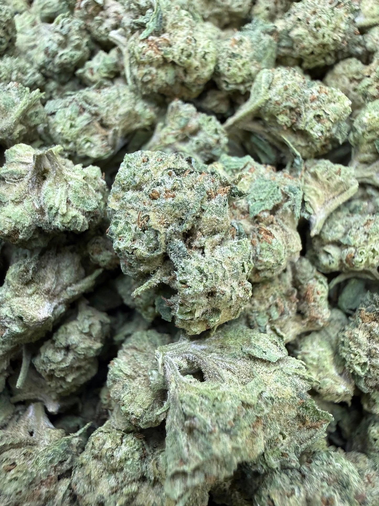 1 Pound -  Cream Push Pop Strain (Small) Frisco Labs