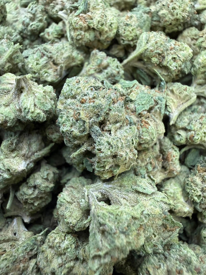 1 Pound -  Cream Push Pop Strain (Small) Frisco Labs