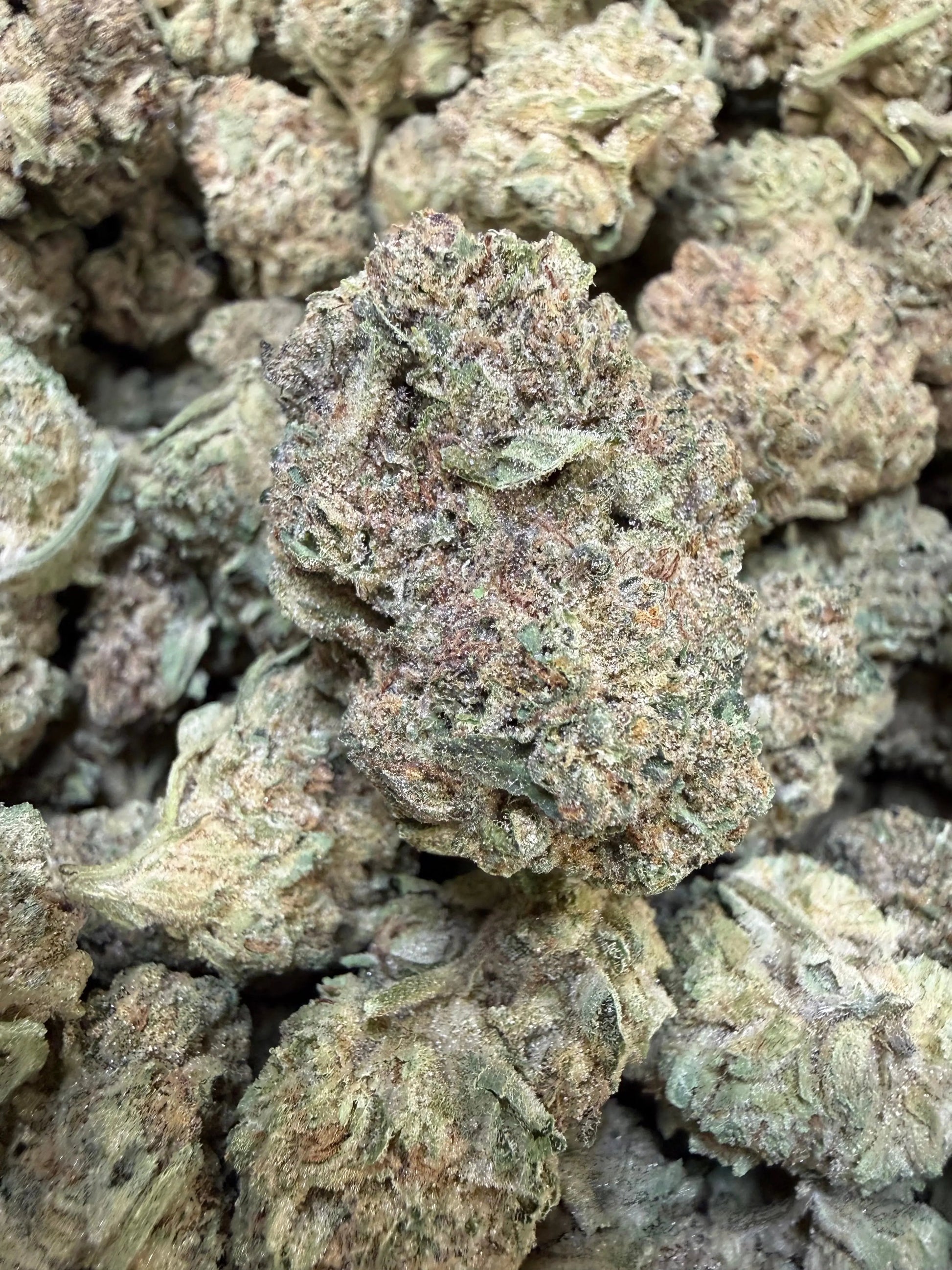 1 Pound - Cyro Cookies THCA Strain Frisco Labs