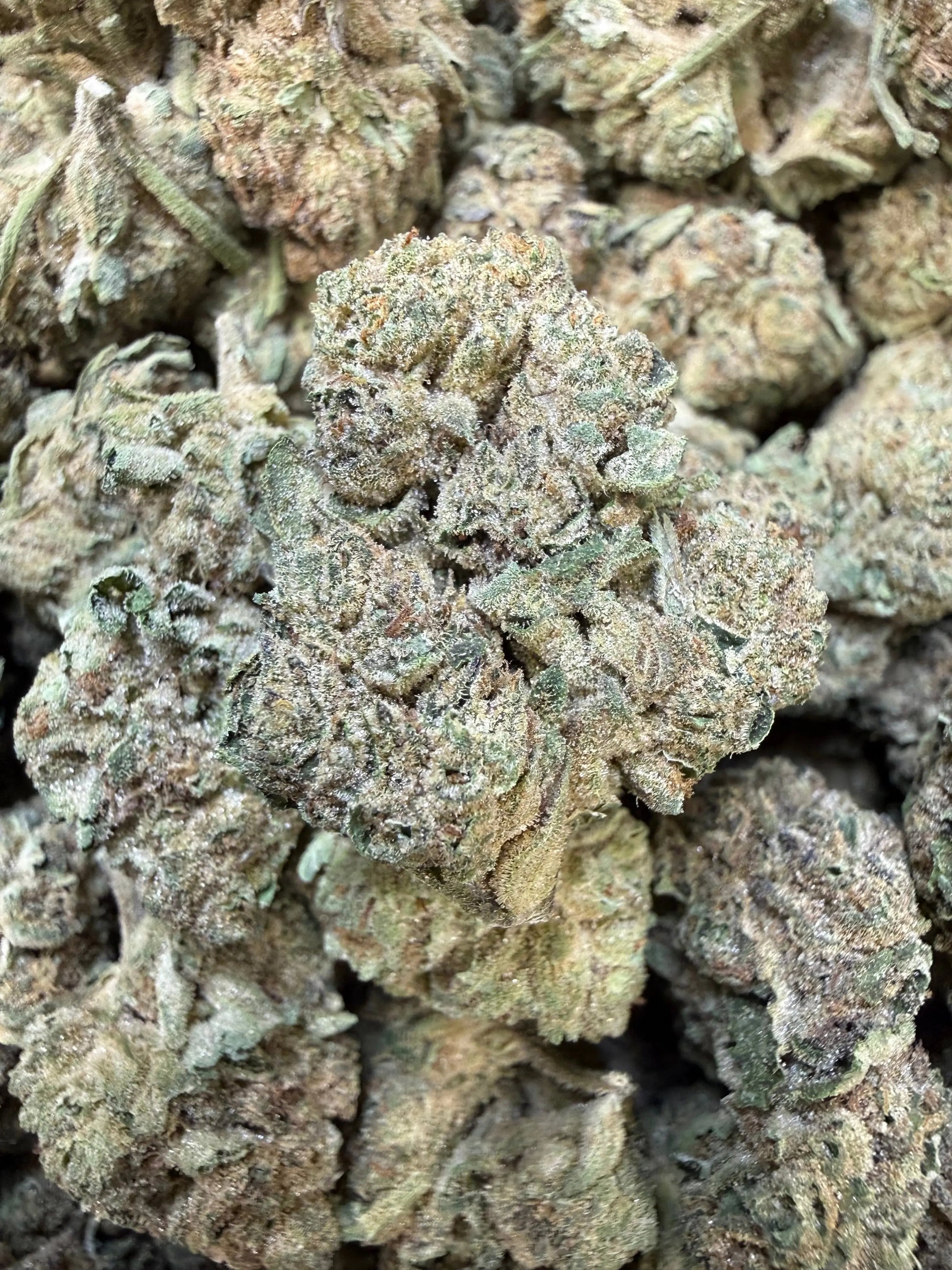 1 Pound - Cyro Cookies THCA Strain Frisco Labs