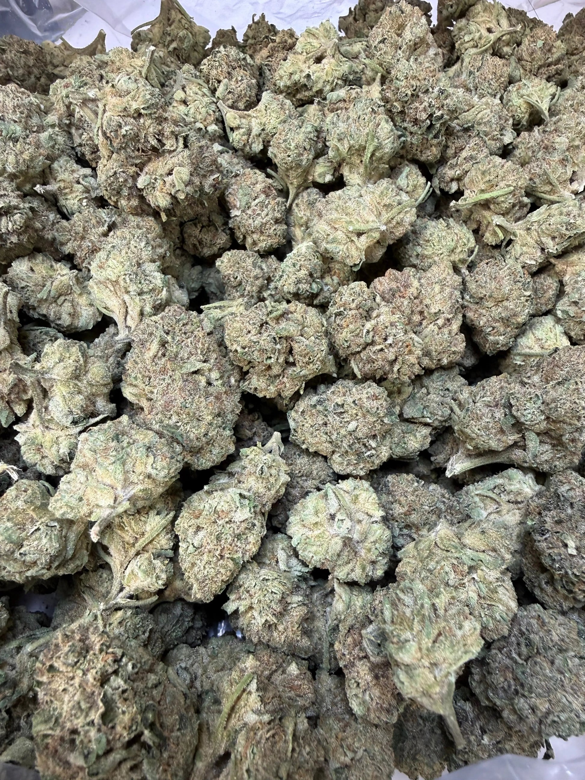 1 Pound - Cyro Cookies THCA Strain Frisco Labs