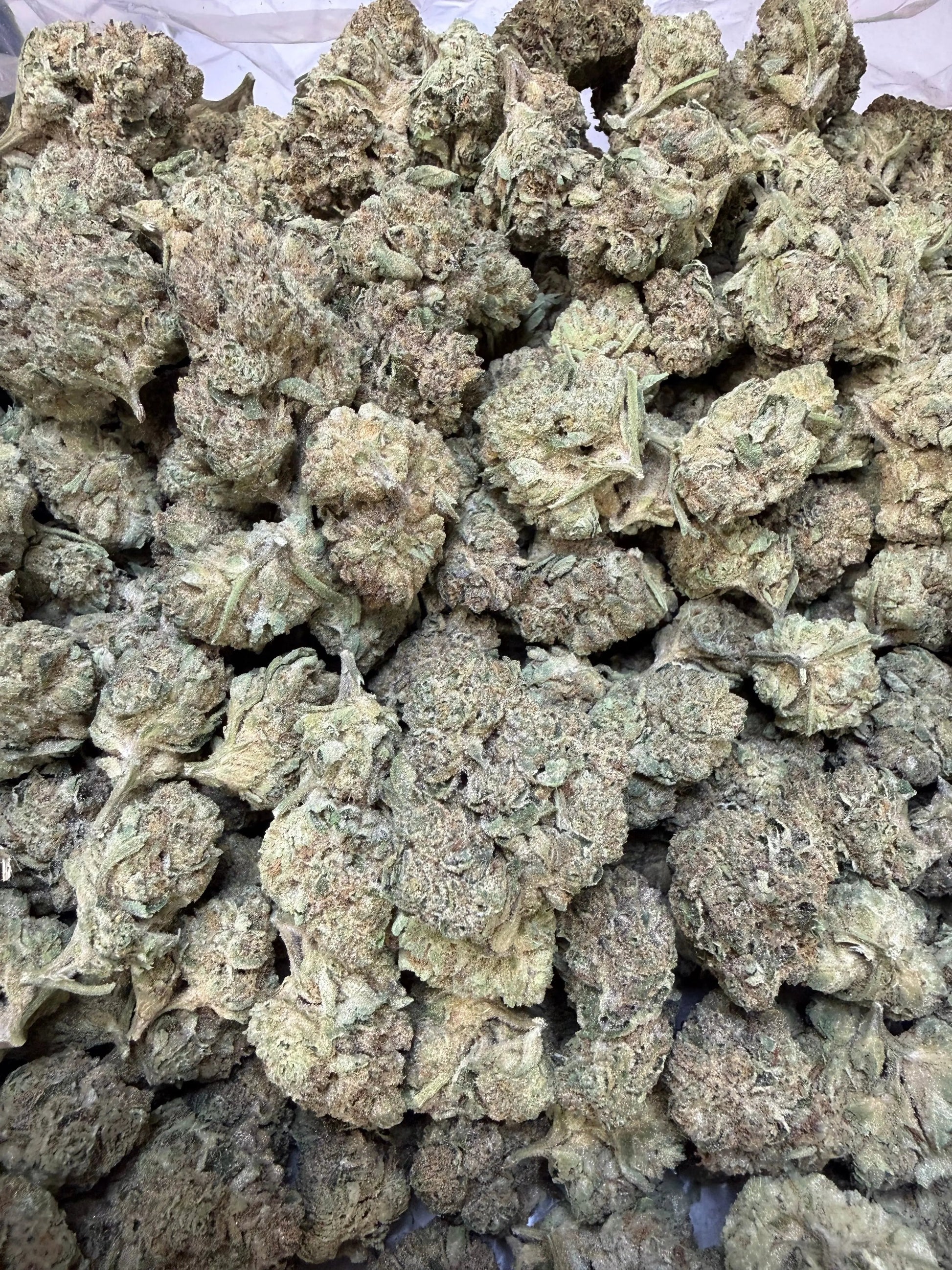 1 Pound - Cyro Cookies THCA Strain Frisco Labs