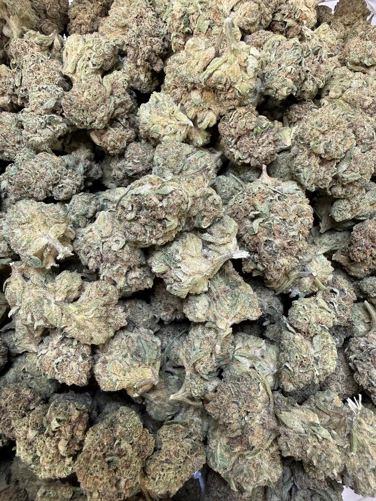 1 Pound - Cyro Cookies THCA Strain Frisco Labs