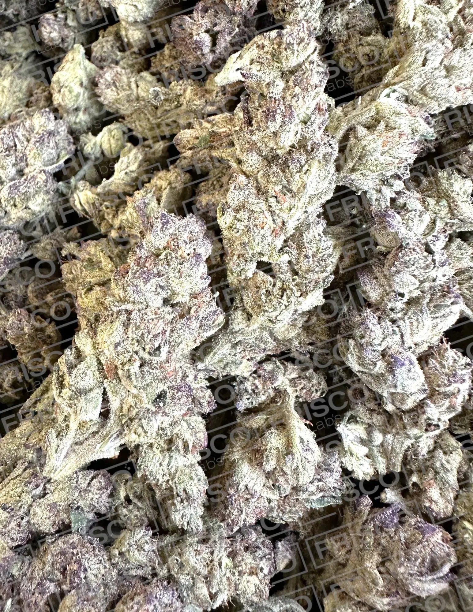 Frisco Labs - Exotic California Sherbert THCA 
