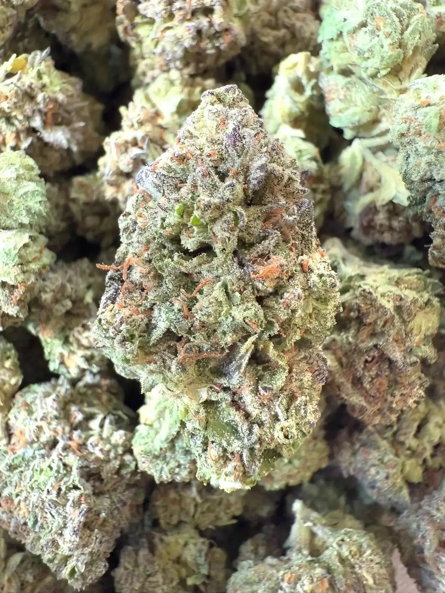 1 Pound - Exotic - Ice Cream Cake THCA Strain - FL Fulfillment Center