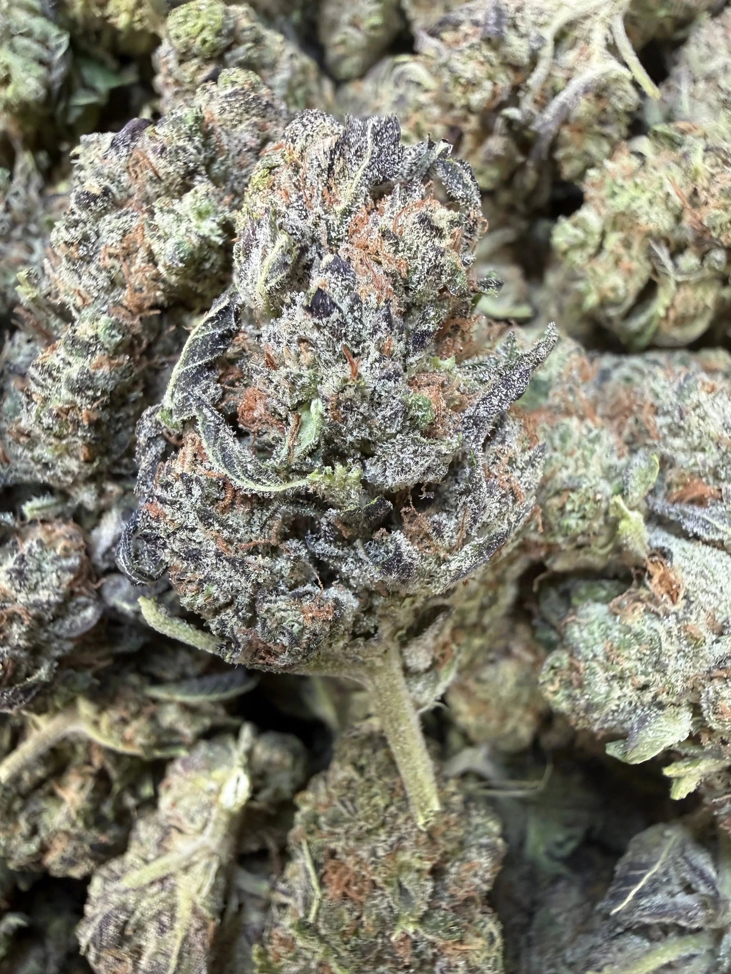 1 Pound - Federal Frost THCA Strain Frisco Labs