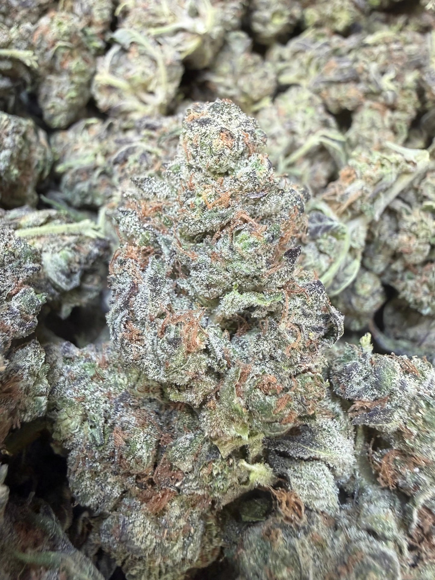 1 Pound - Federal Frost THCA Strain Frisco Labs