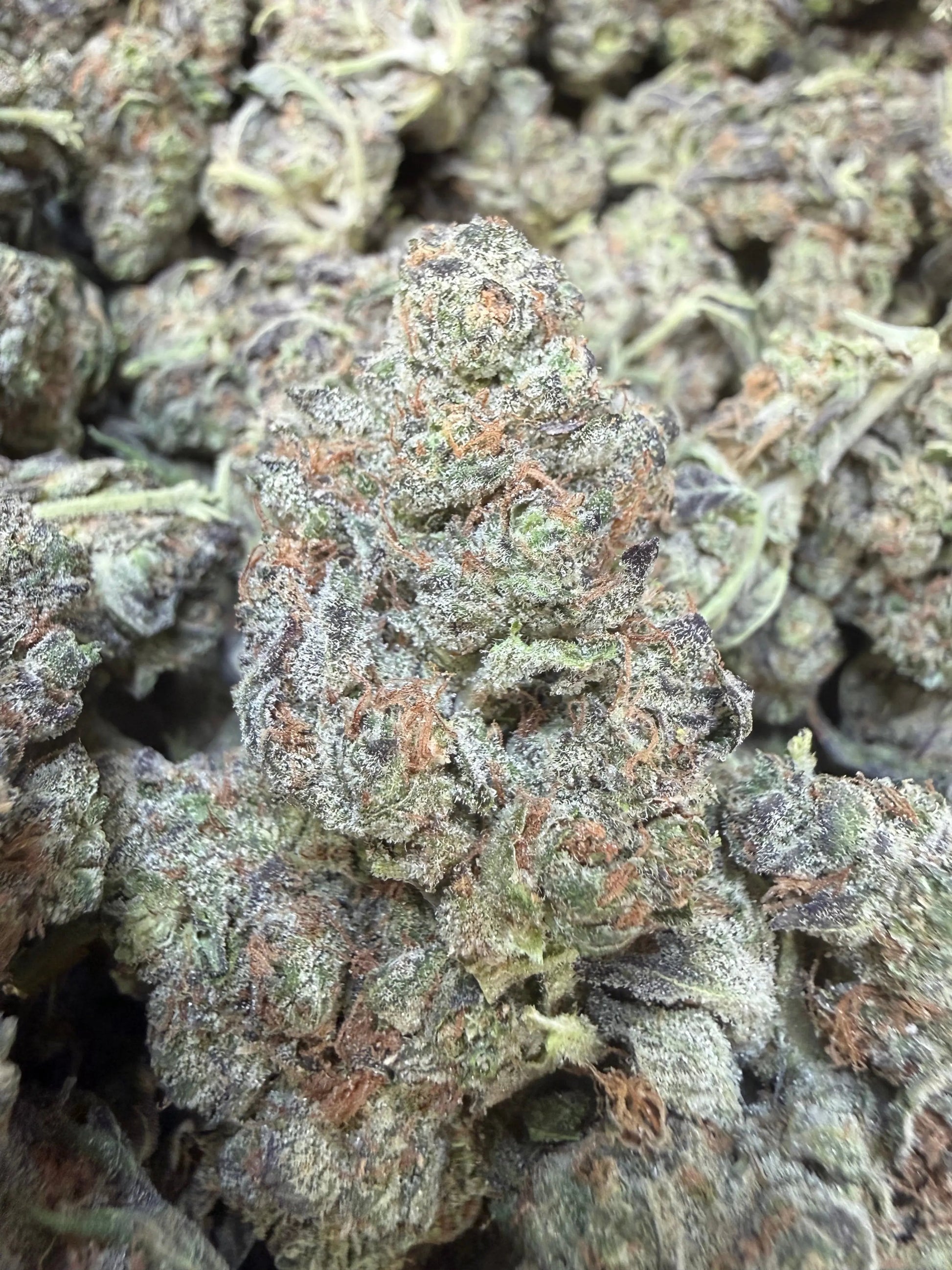 1 Pound - Federal Frost THCA Strain Frisco Labs