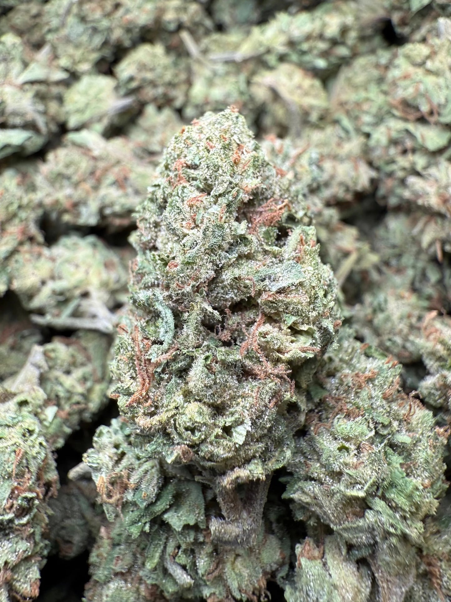 1 Pound - Frosted Fruit Cake THCA Strain s Frisco Labs