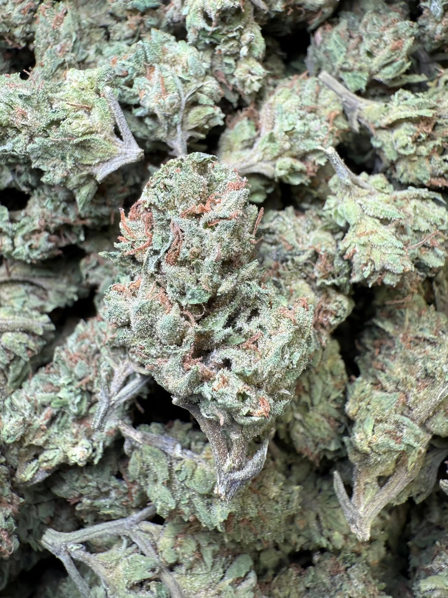 1 Pound - Frosted Fruit Cake THCA Strain s Frisco Labs