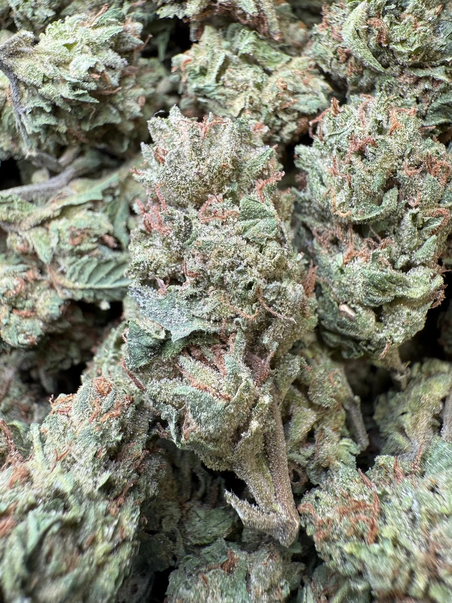 1 Pound - Frosted Fruit Cake THCA Strain s Frisco Labs