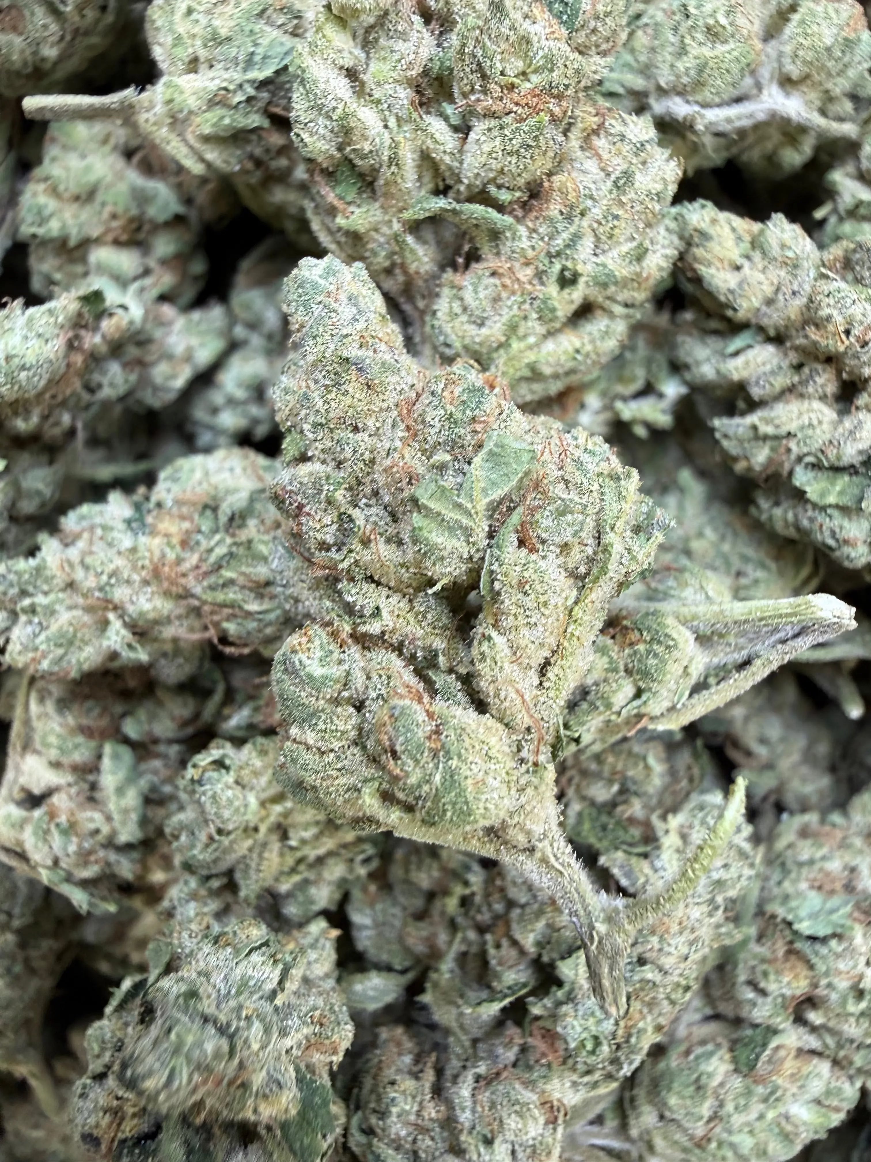 1 Pound Gary Payton Runtz THCA Flower | Bulk Greenhouse Hemp | Frisco ...