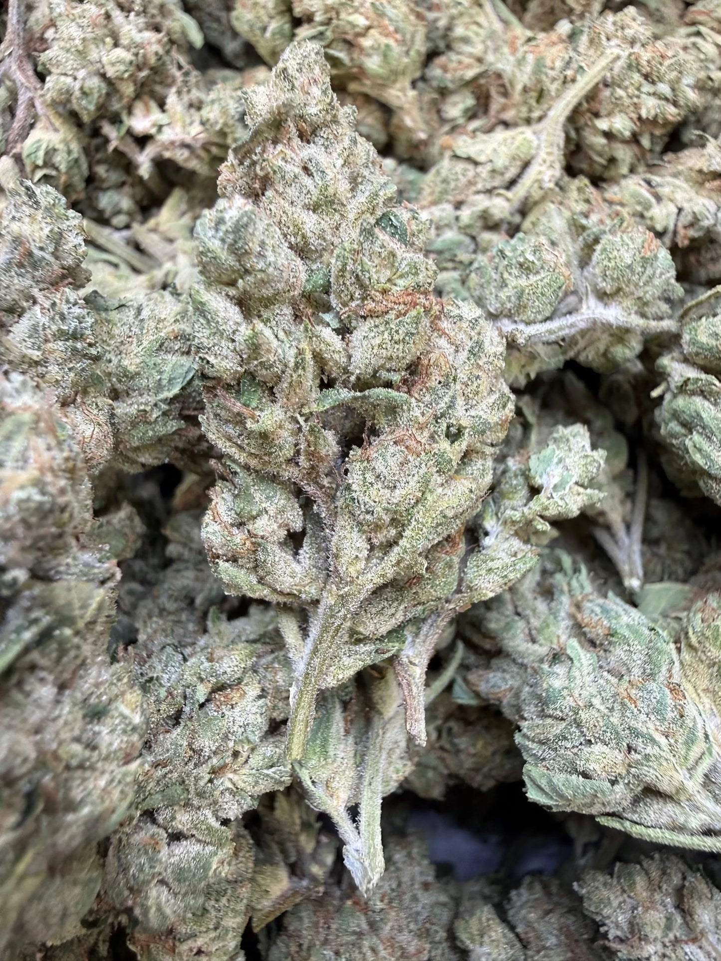 1 Pound Gary Payton Runtz THCA Flower | Bulk Greenhouse Hemp | Frisco ...