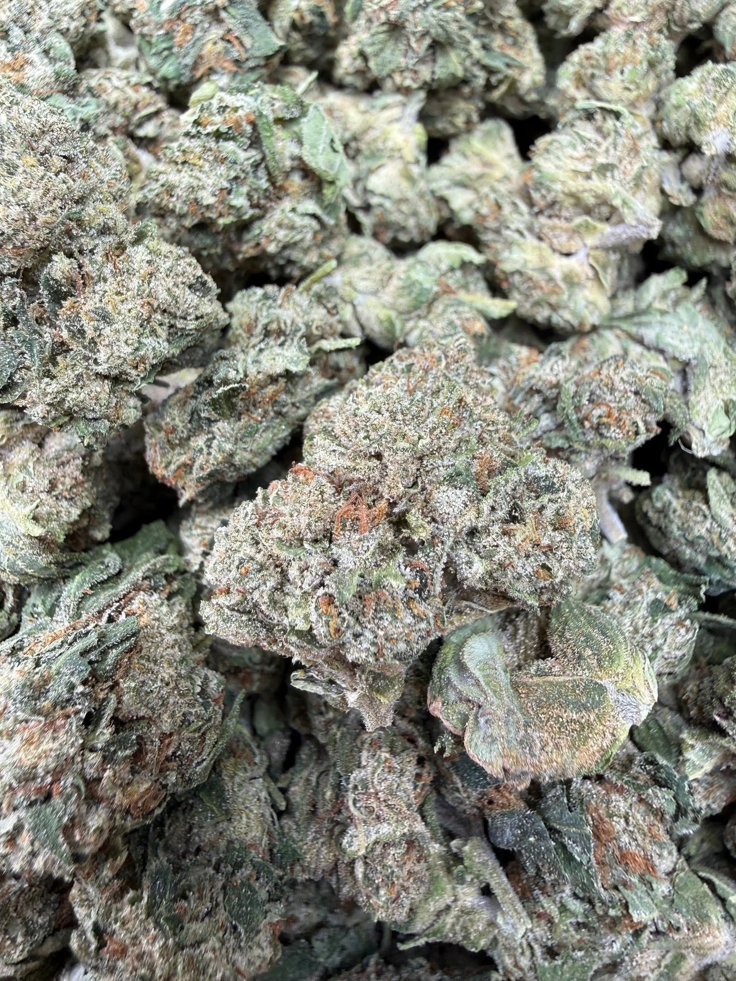 1 Pound - Gas Bandit THCA Strain Frisco Labs