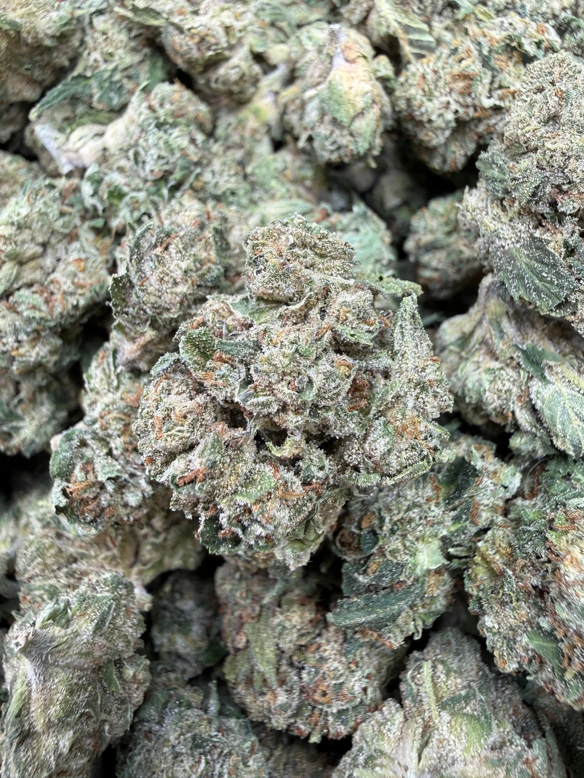 1 Pound - Gas Bandit THCA Strain Frisco Labs