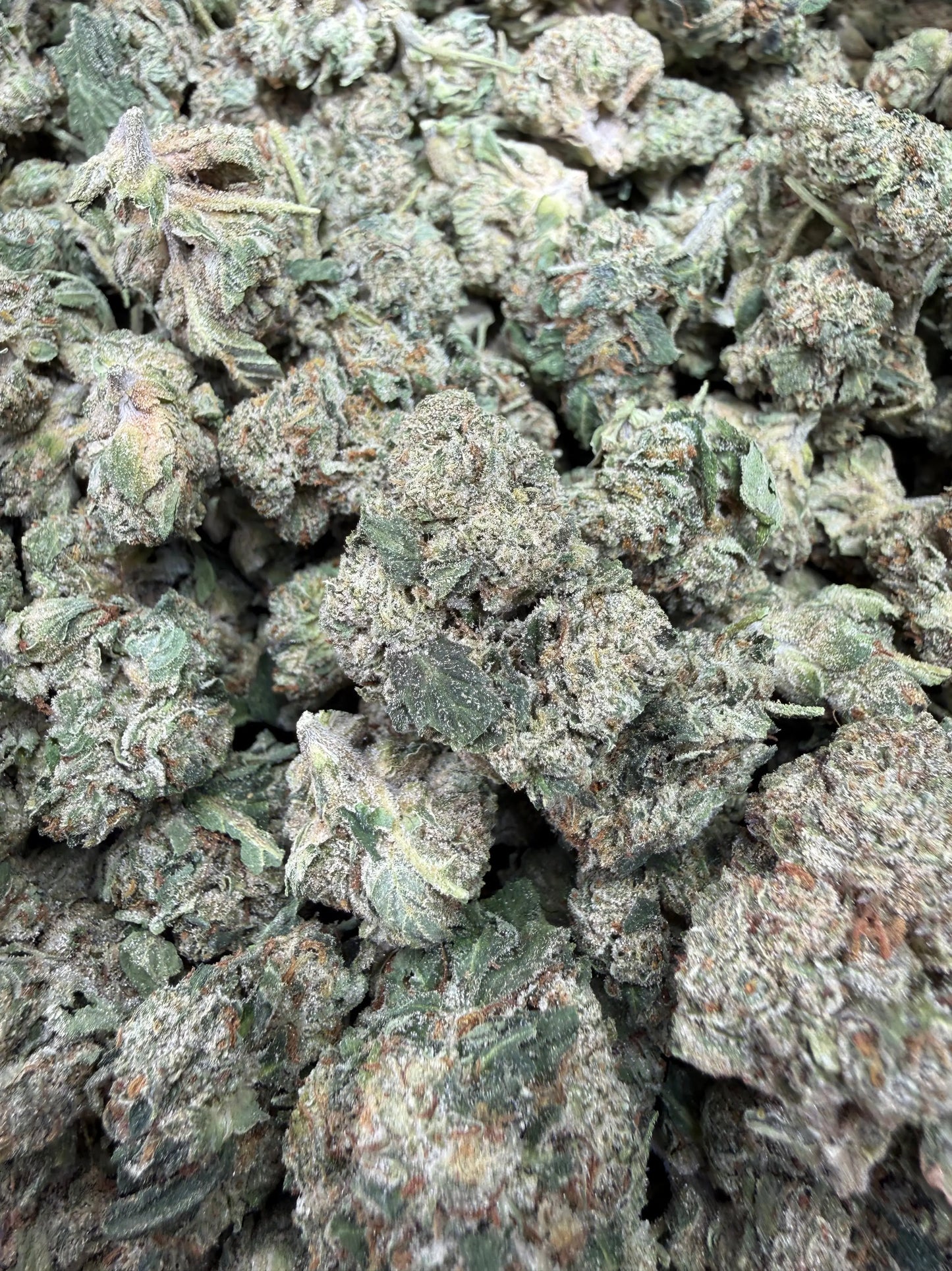 1 Pound - Gas Bandit THCA Strain Frisco Labs