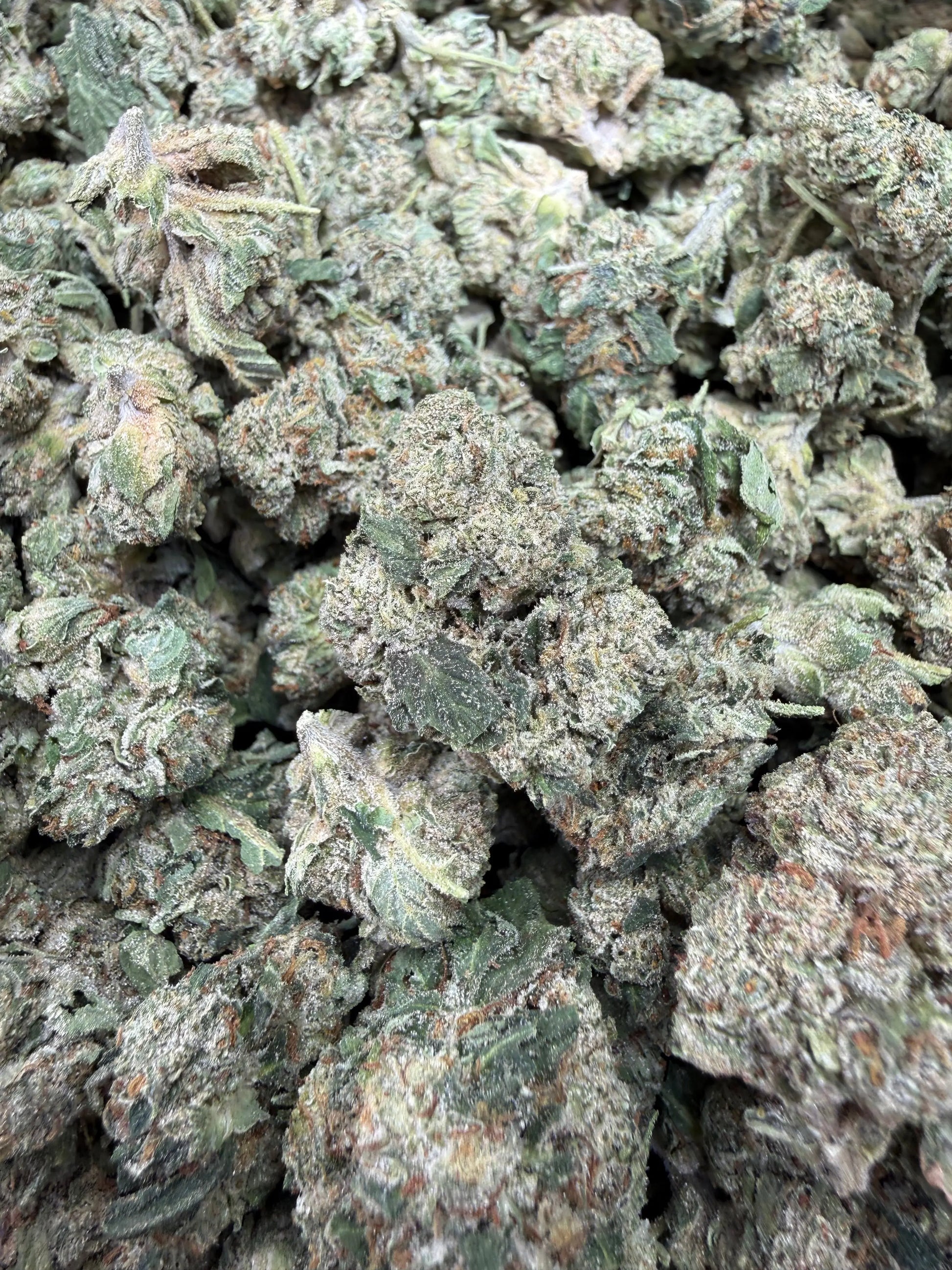 1 Pound - Gas Bandit THCA Strain Frisco Labs