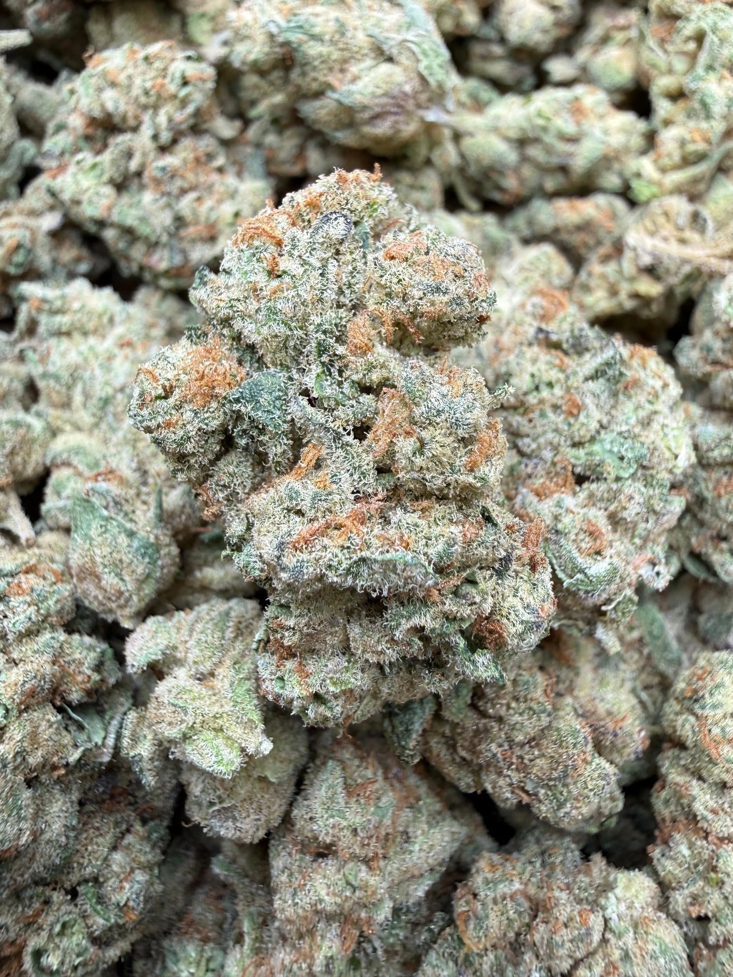 1 Pound - Glitter Bomb THCA Strain Frisco Labs