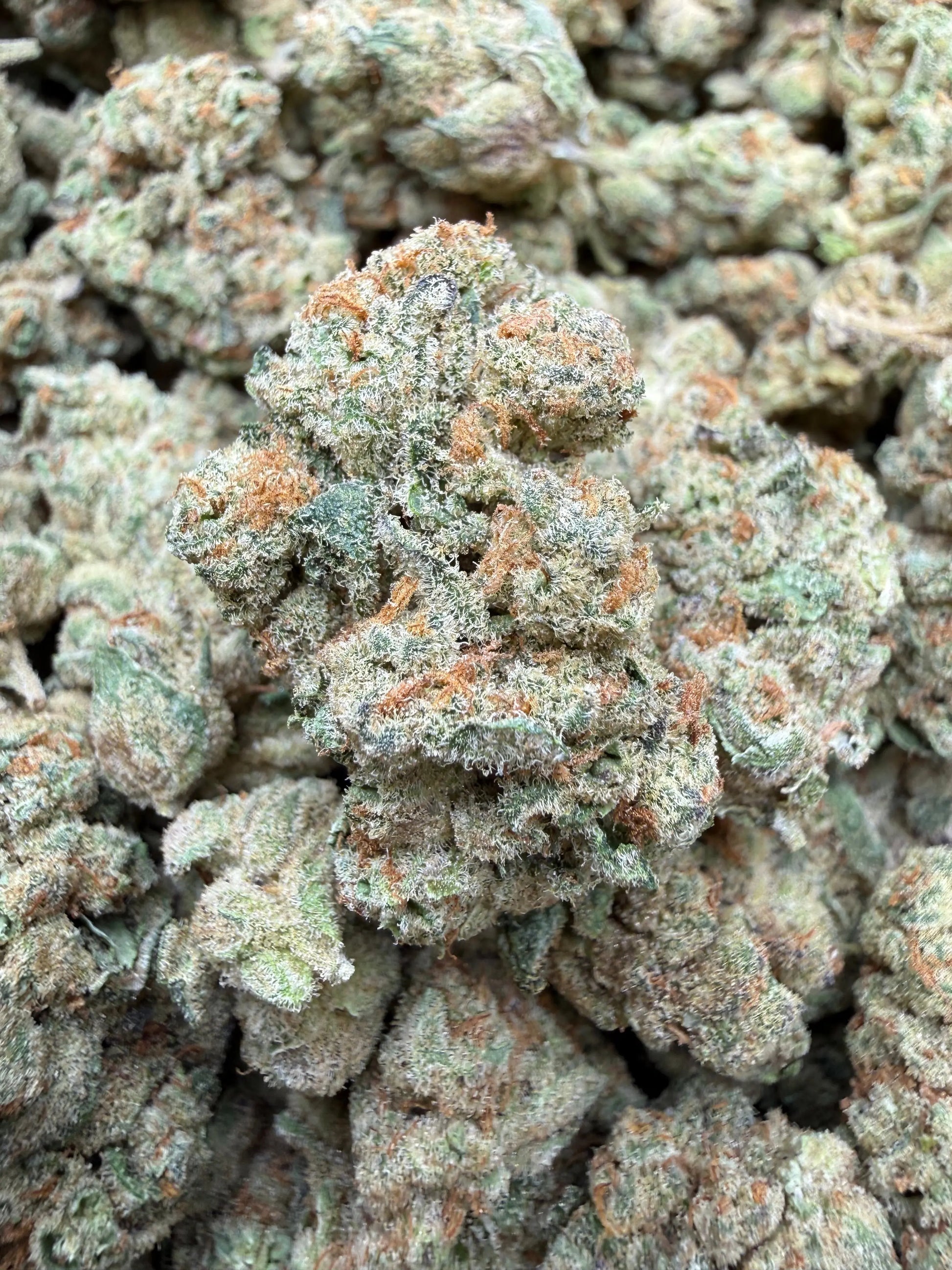 1 Pound - Glitter Bomb THCA Strain Frisco Labs