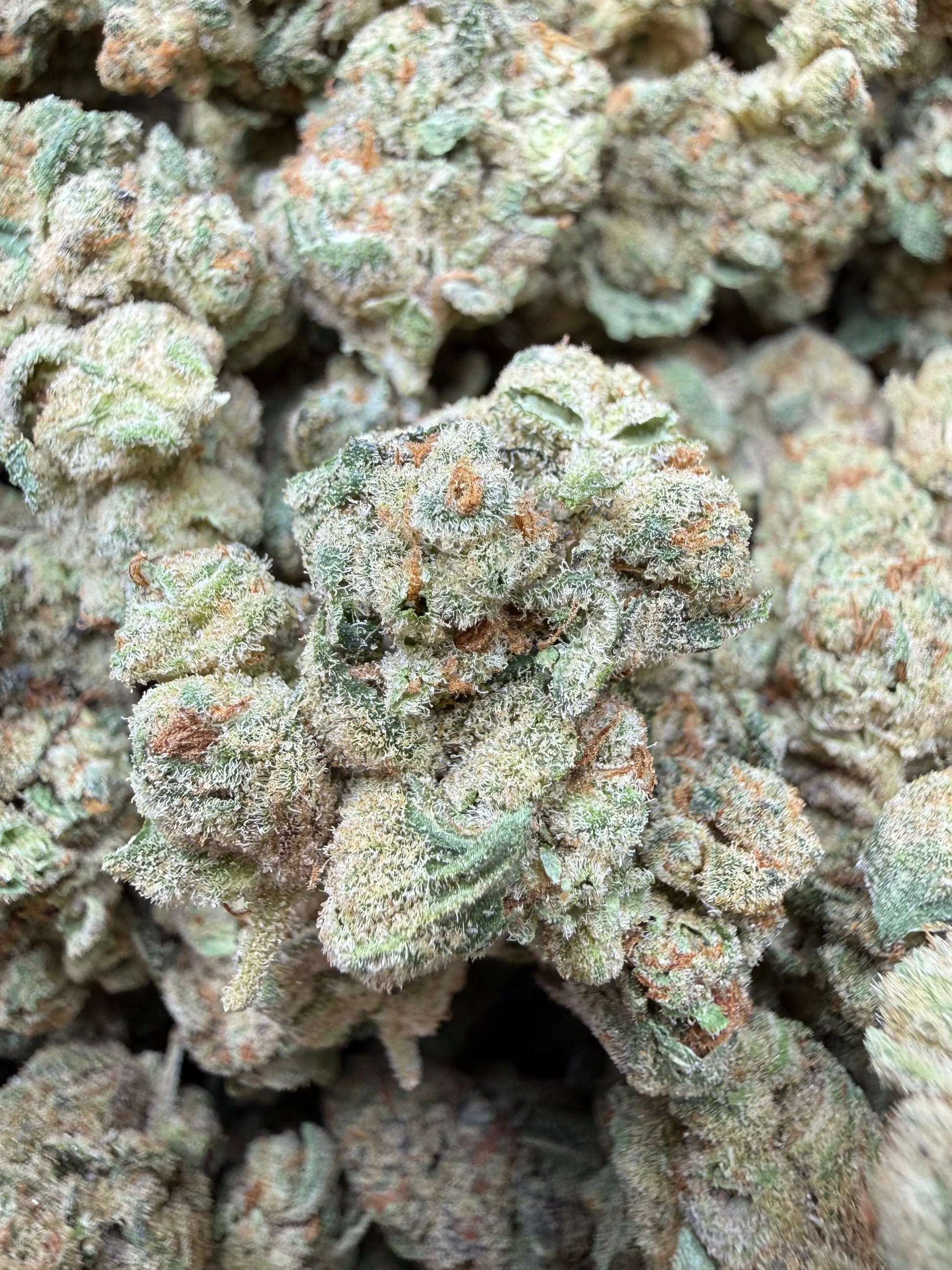 1 Pound - Glitter Bomb THCA Strain Frisco Labs