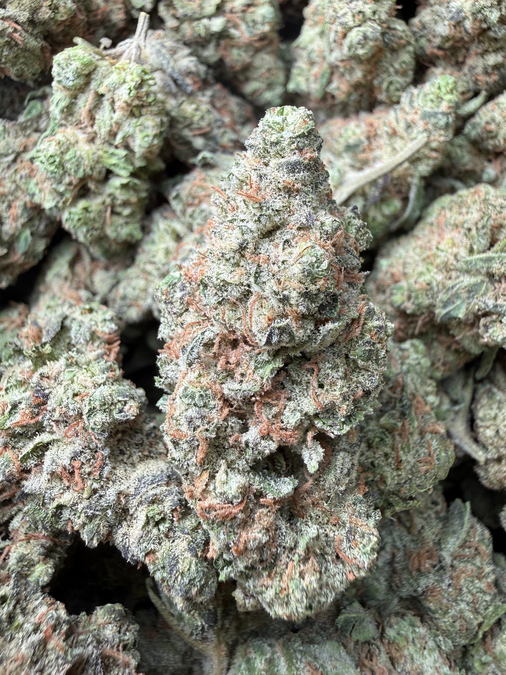1 Pound -  GovernMintz THCA Strain Frisco Labs