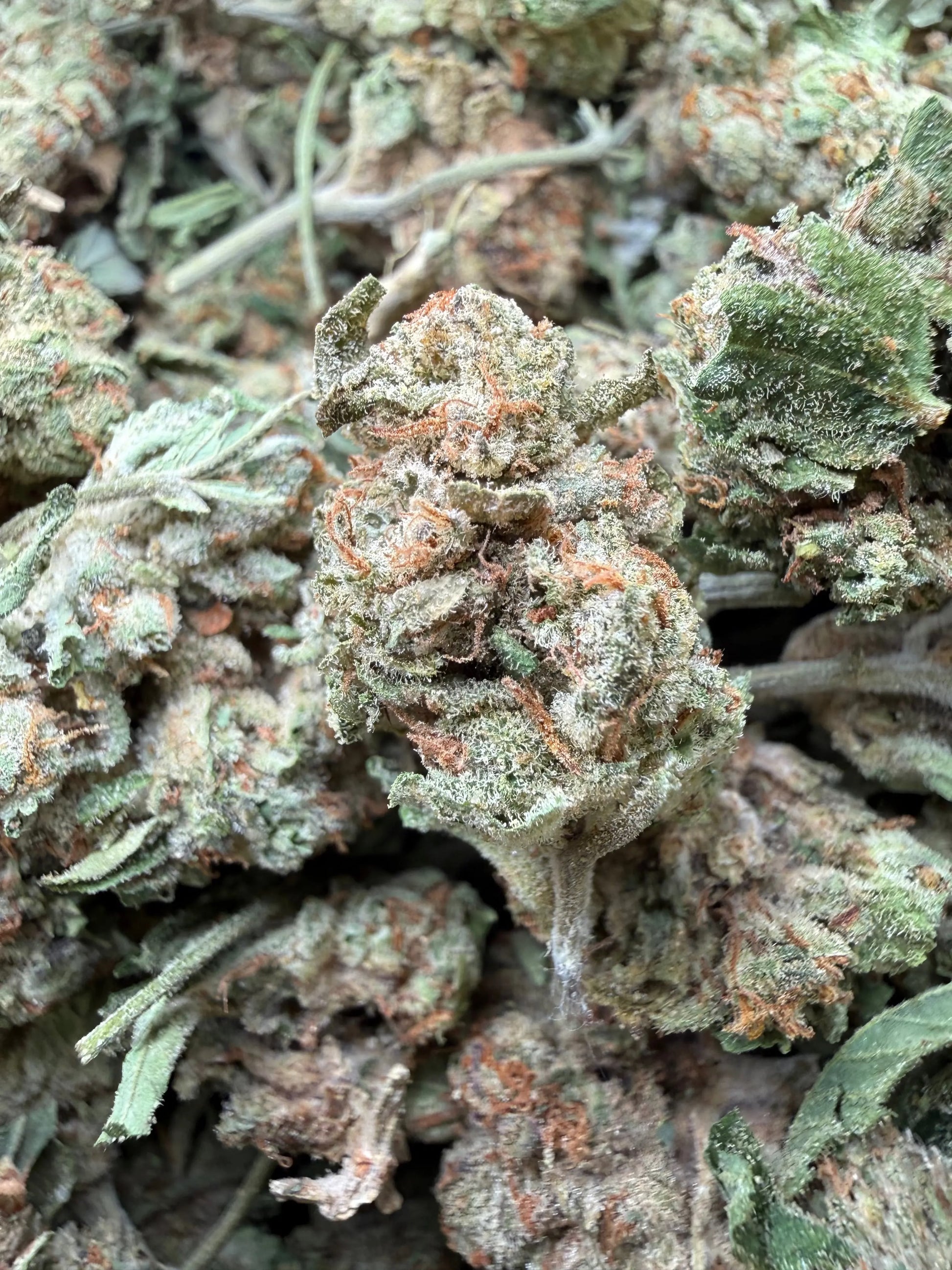 1 Pound - Gush Mints THCA Strain Frisco Labs