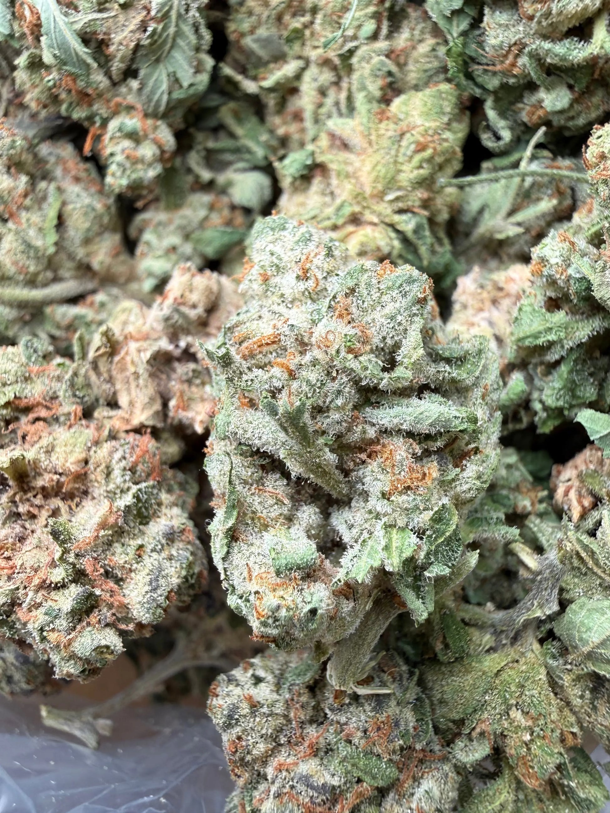 1 Pound - Gush Mints THCA Strain Frisco Labs