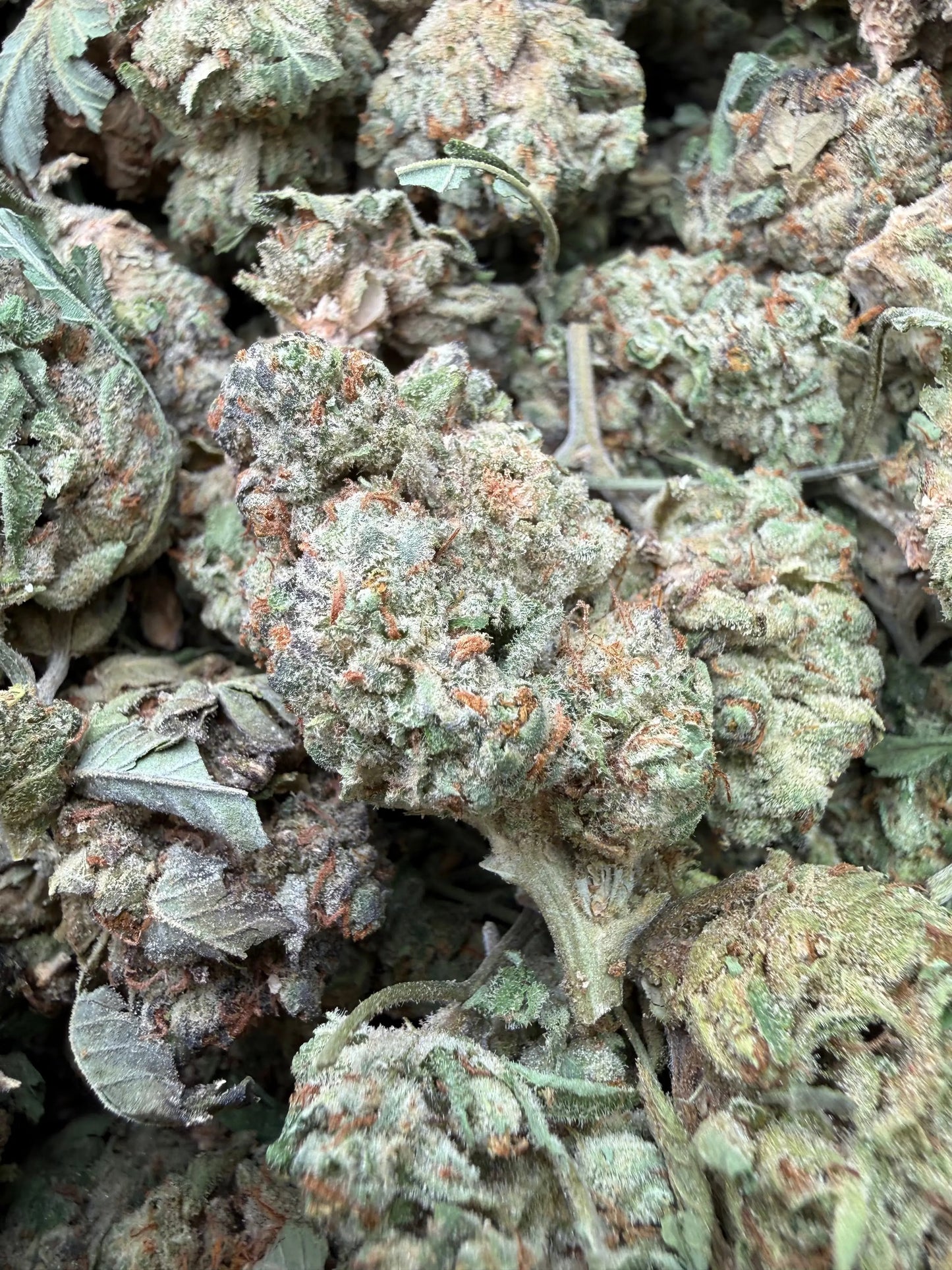 1 Pound - Gush Mints THCA Strain Frisco Labs