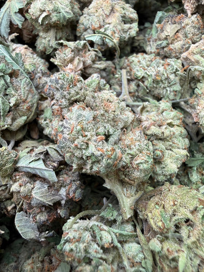 1 Pound - Gush Mints THCA Strain Frisco Labs