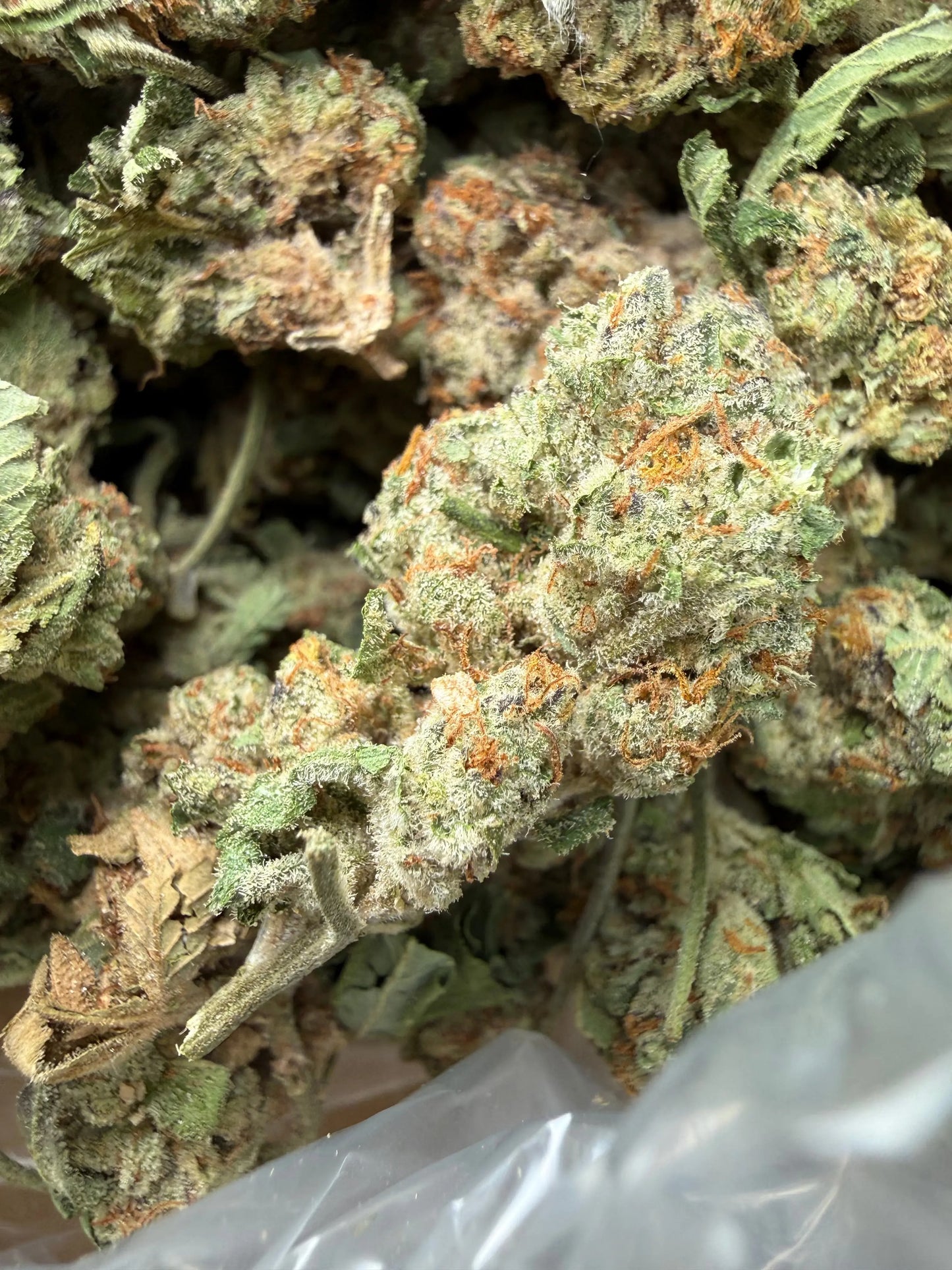 1 Pound - Gush Mints THCA Strain Frisco Labs