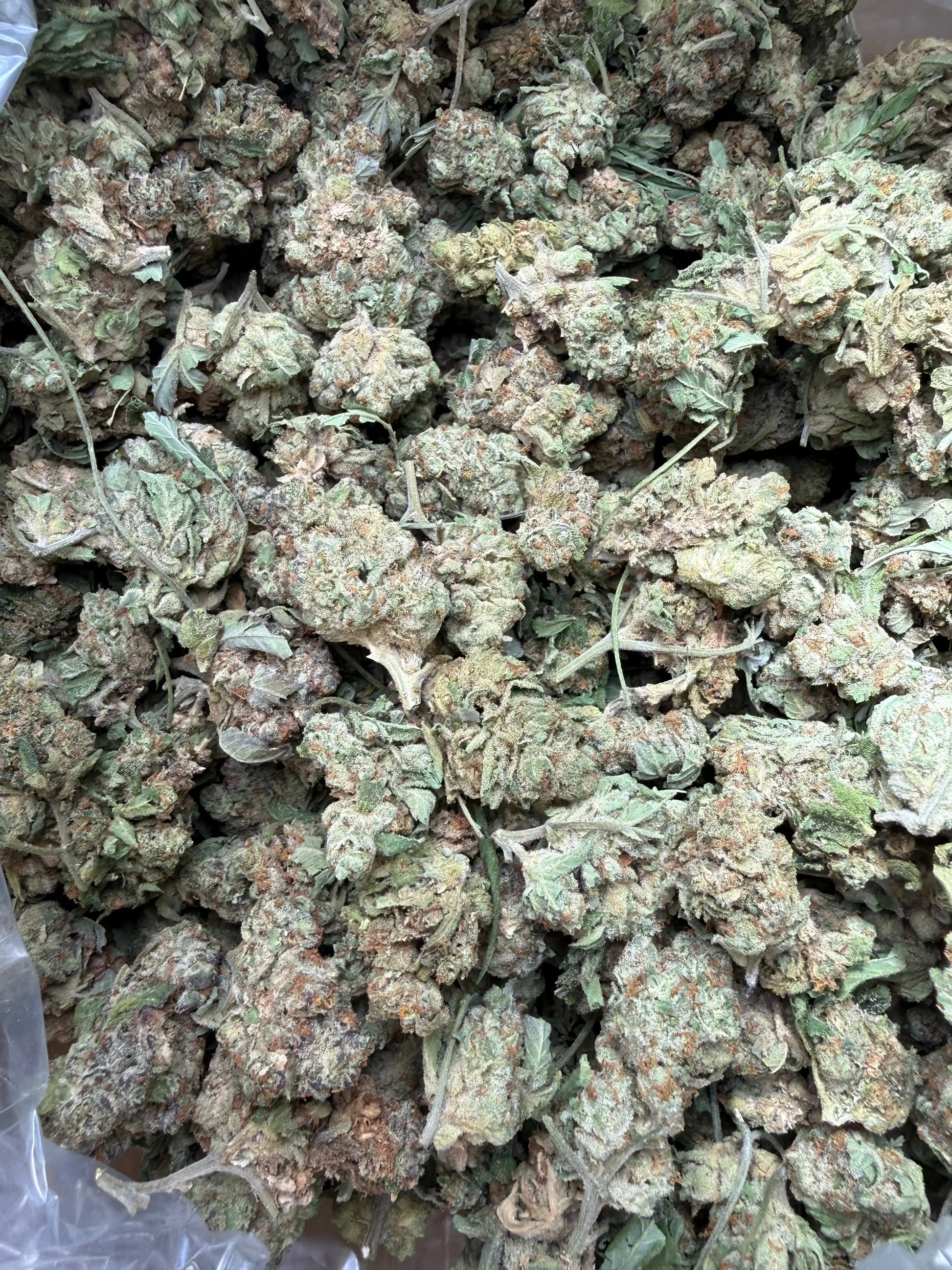 1 Pound - Gush Mints THCA Strain Frisco Labs