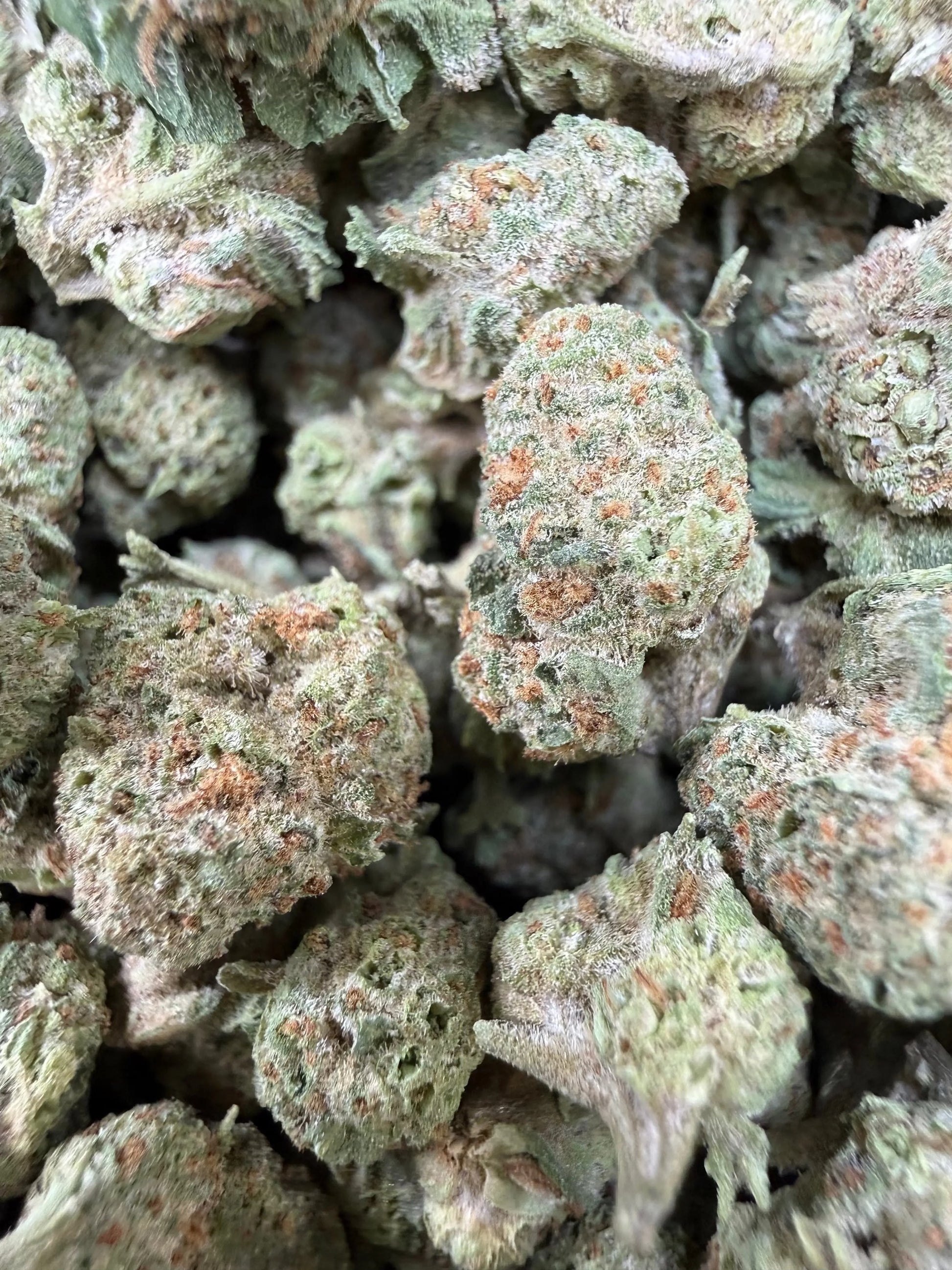 1 Pound - Gush Mints THCA Strain (Small) Frisco Labs