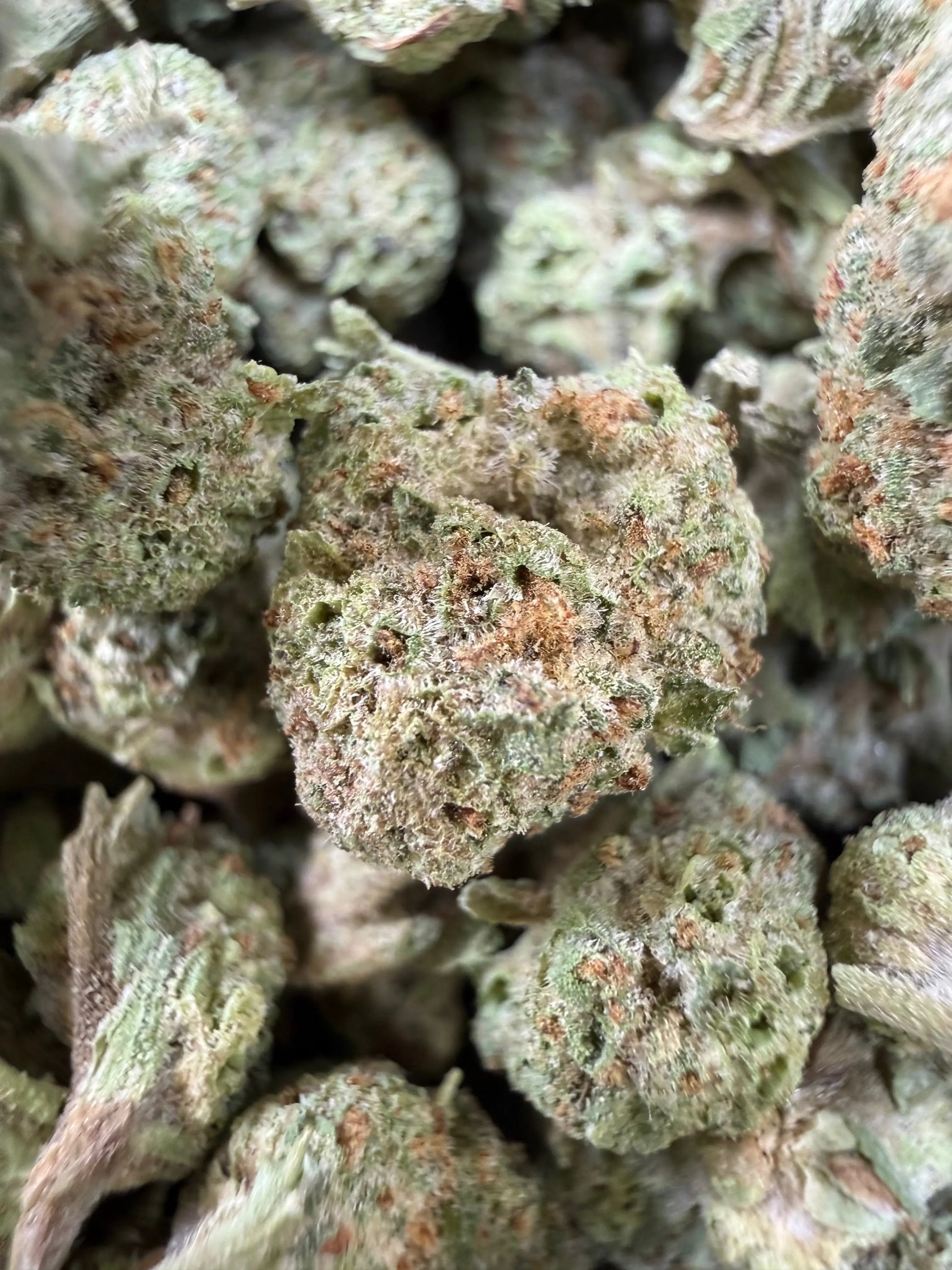 1 Pound - Gush Mints THCA Strain (Small) Frisco Labs