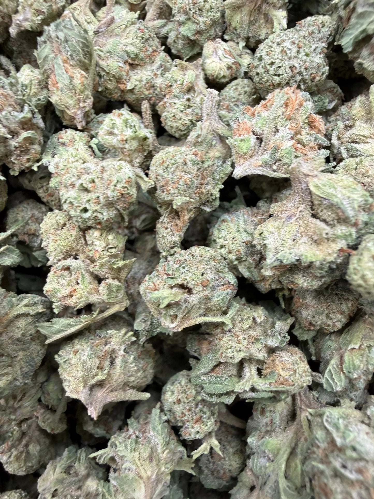 1 Pound - Gush Mints THCA Strain (Small) Frisco Labs
